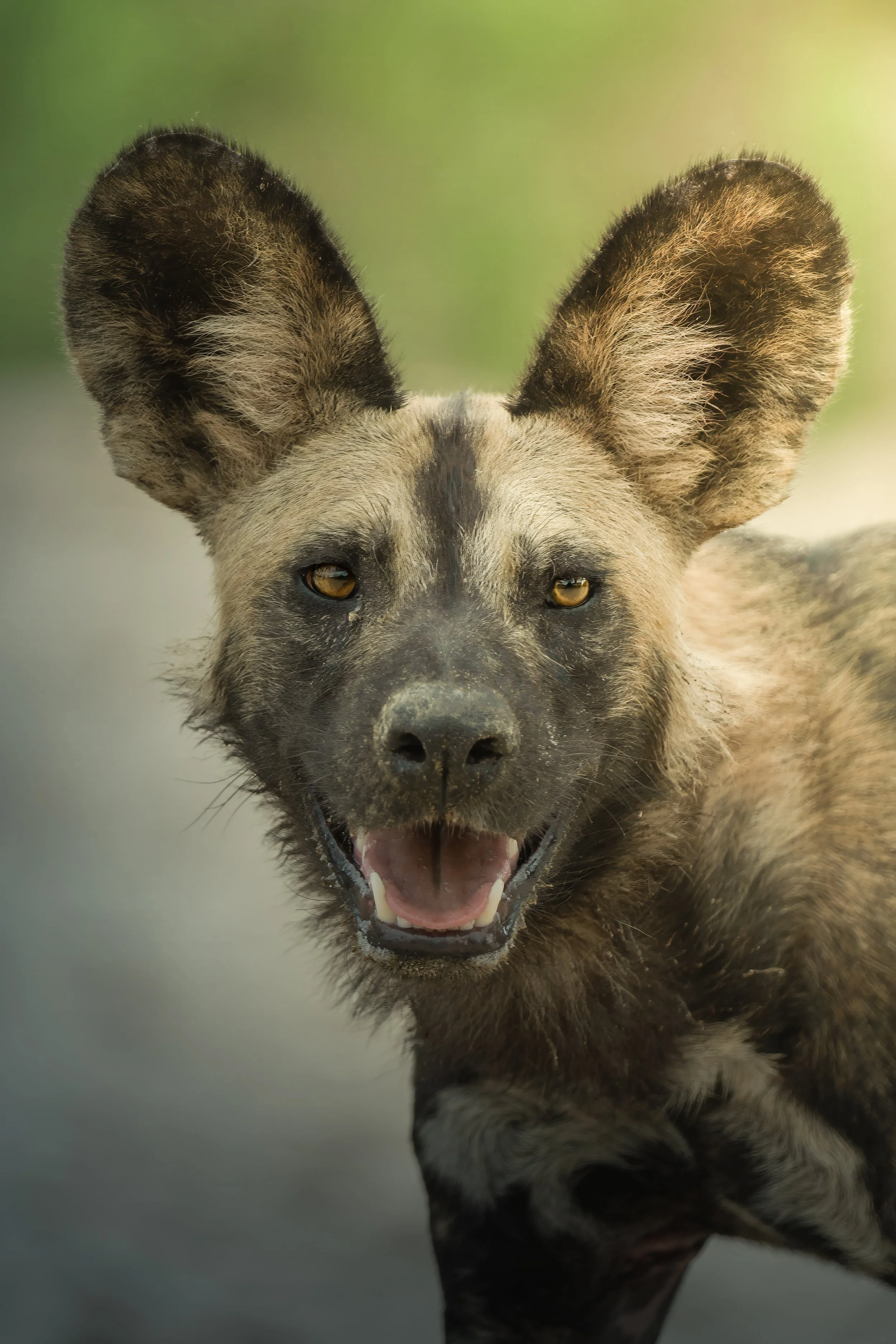 Nyerere Wild Dog 1