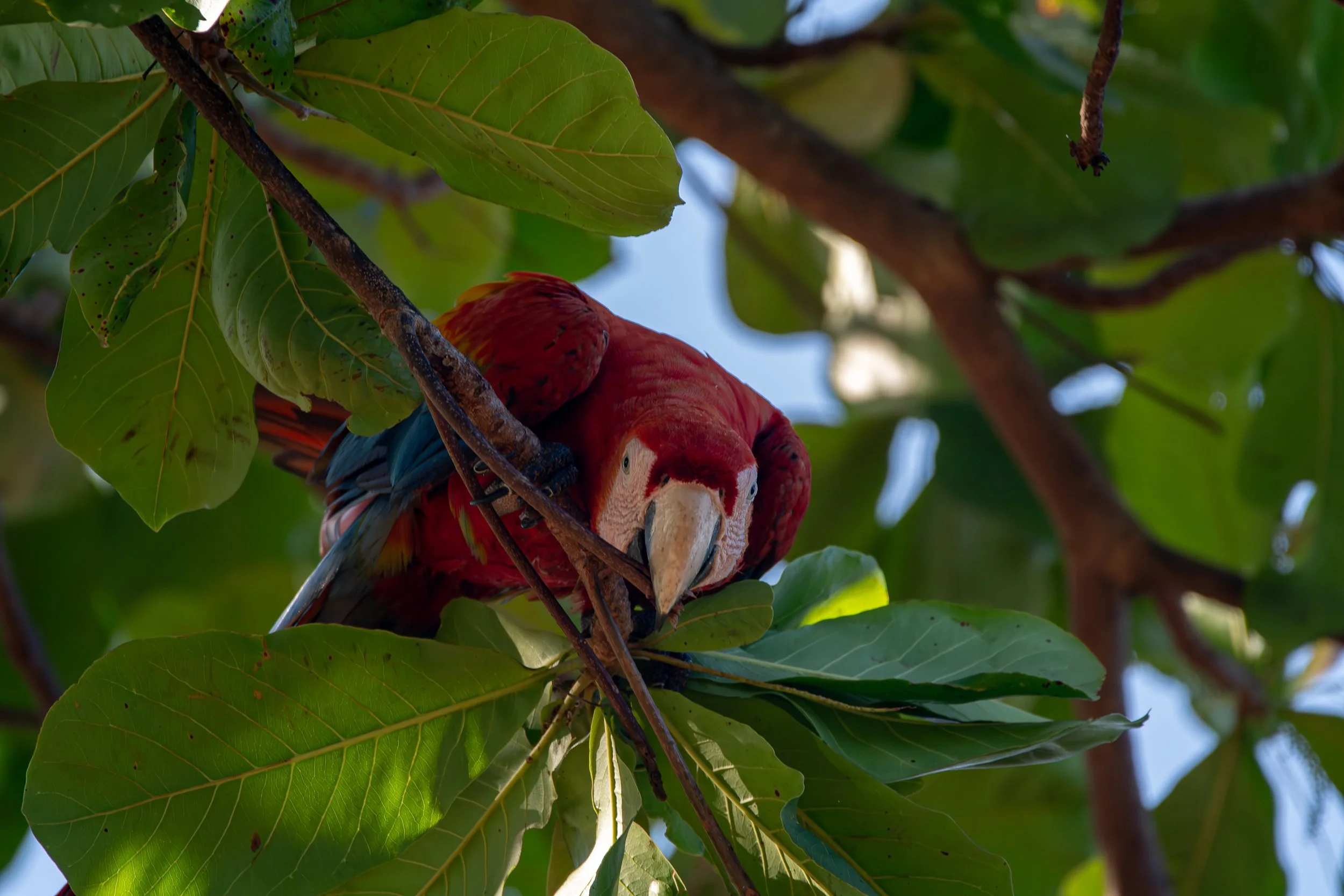Costa Rica Scarlet Macaw 3