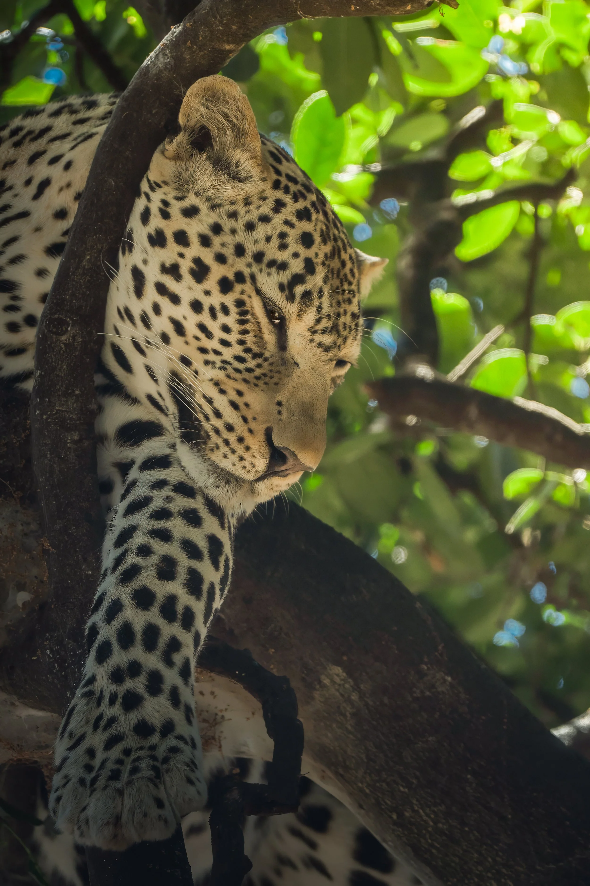 Maasai Mara Leopard 2