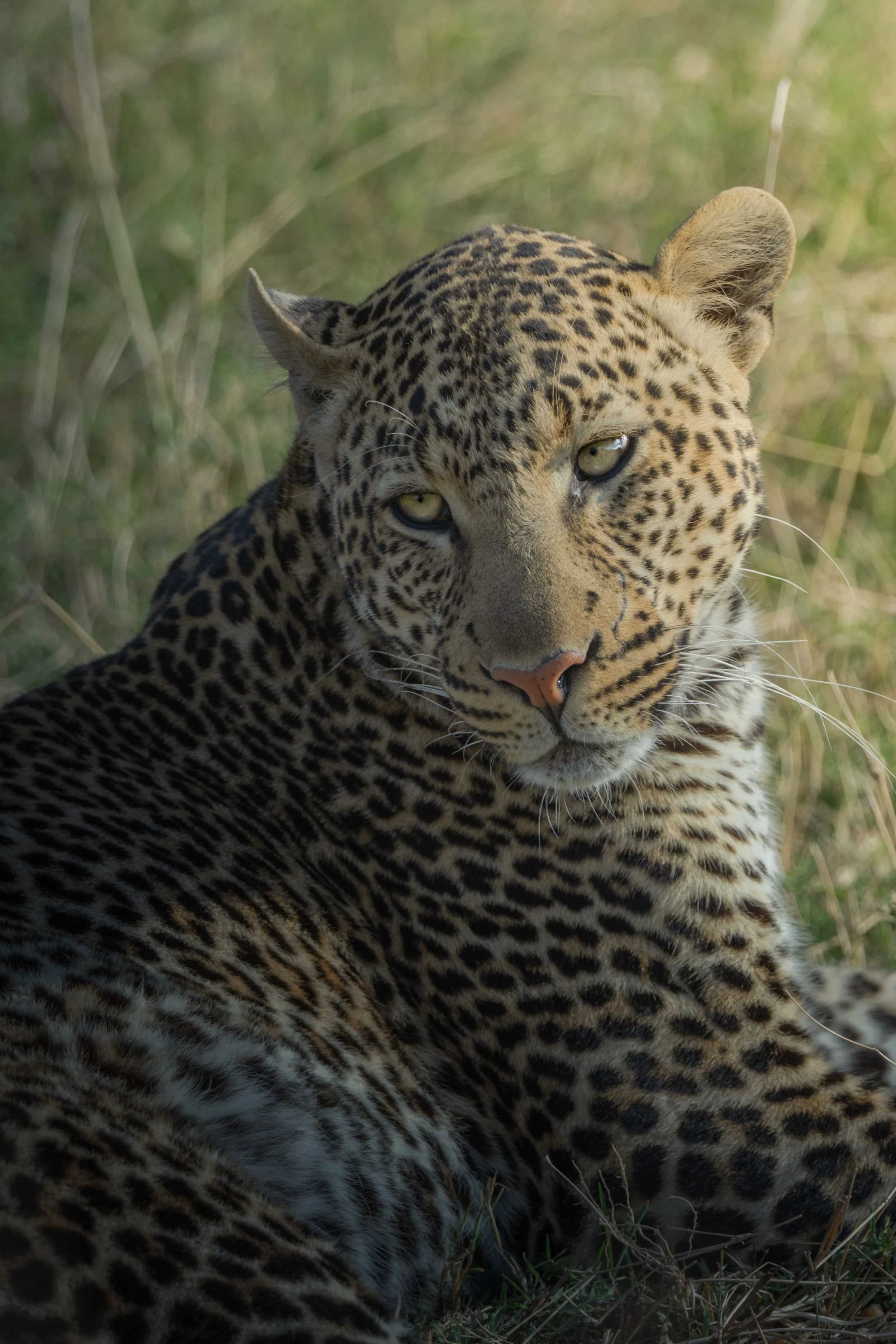Maasai Mara Leopard 1