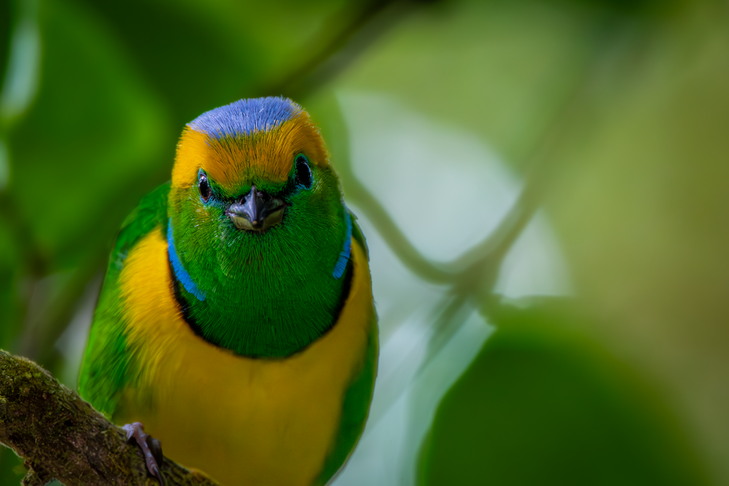 Costa Rica Bird 1