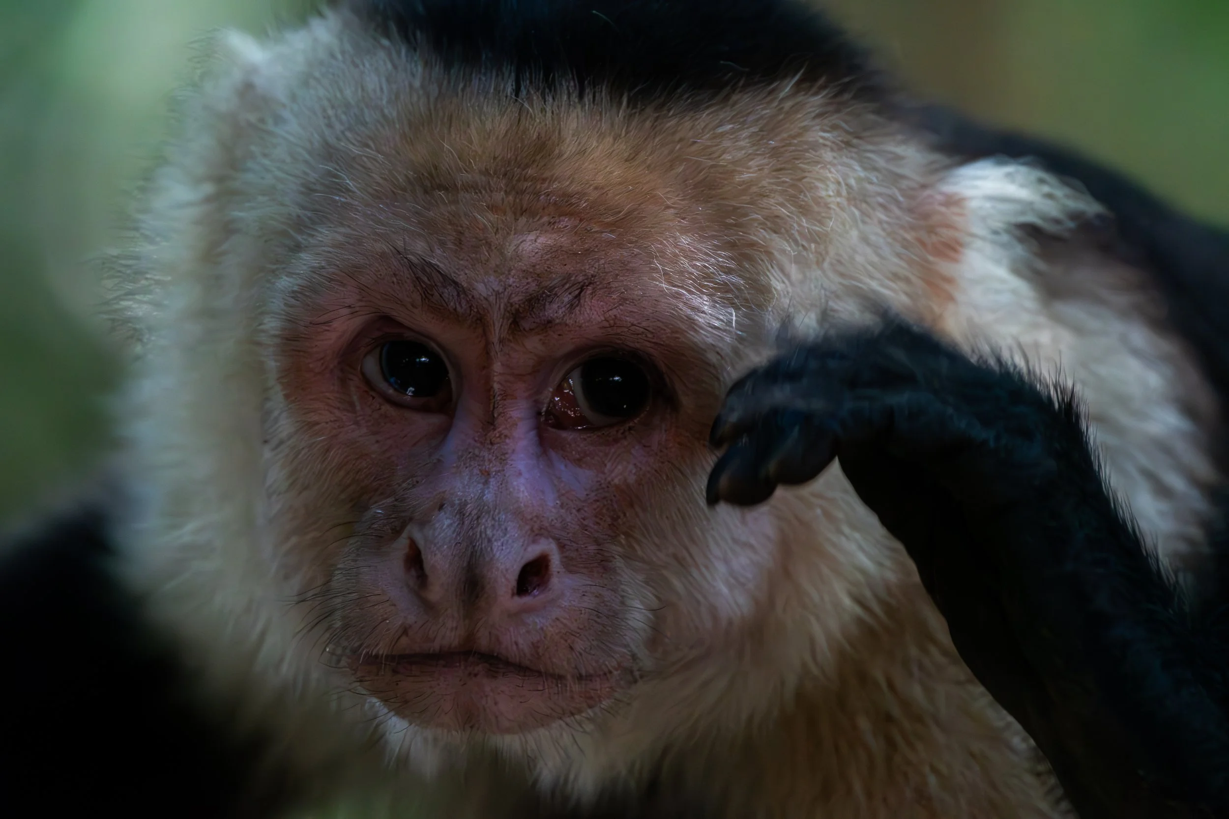 Costa Rica Monkey 1
