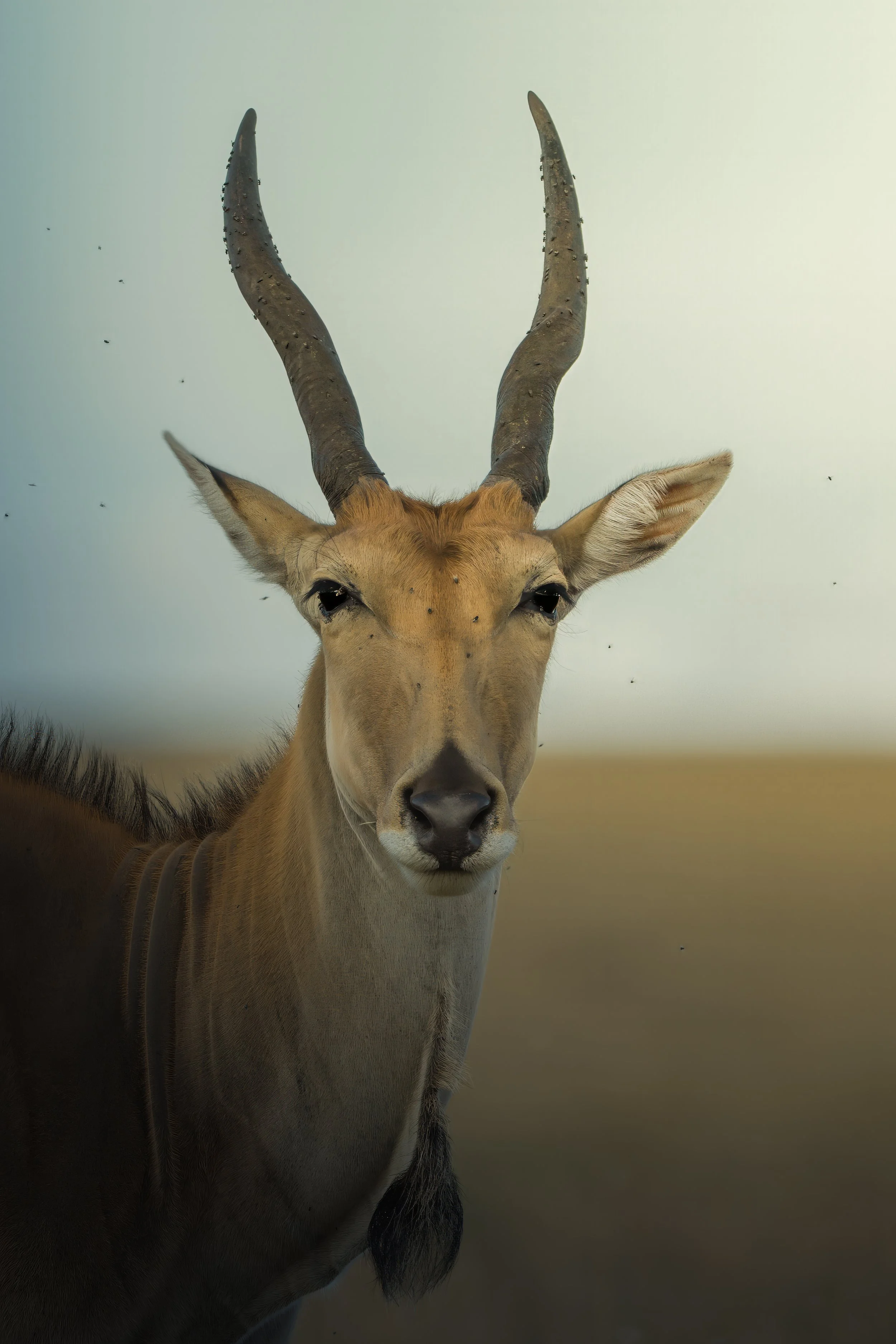 Maasai Mara Eland 1