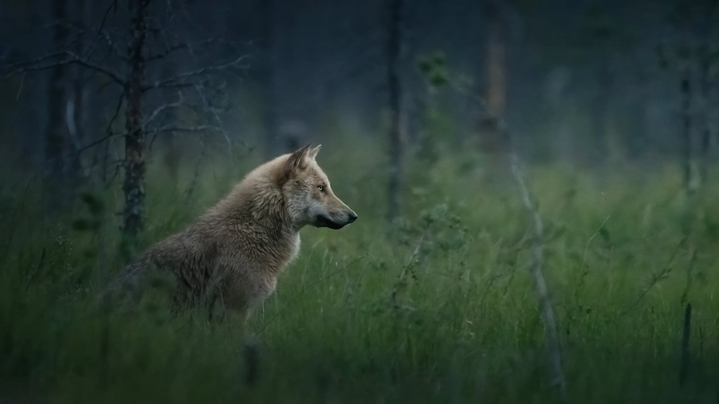 Finland Wolf 3
