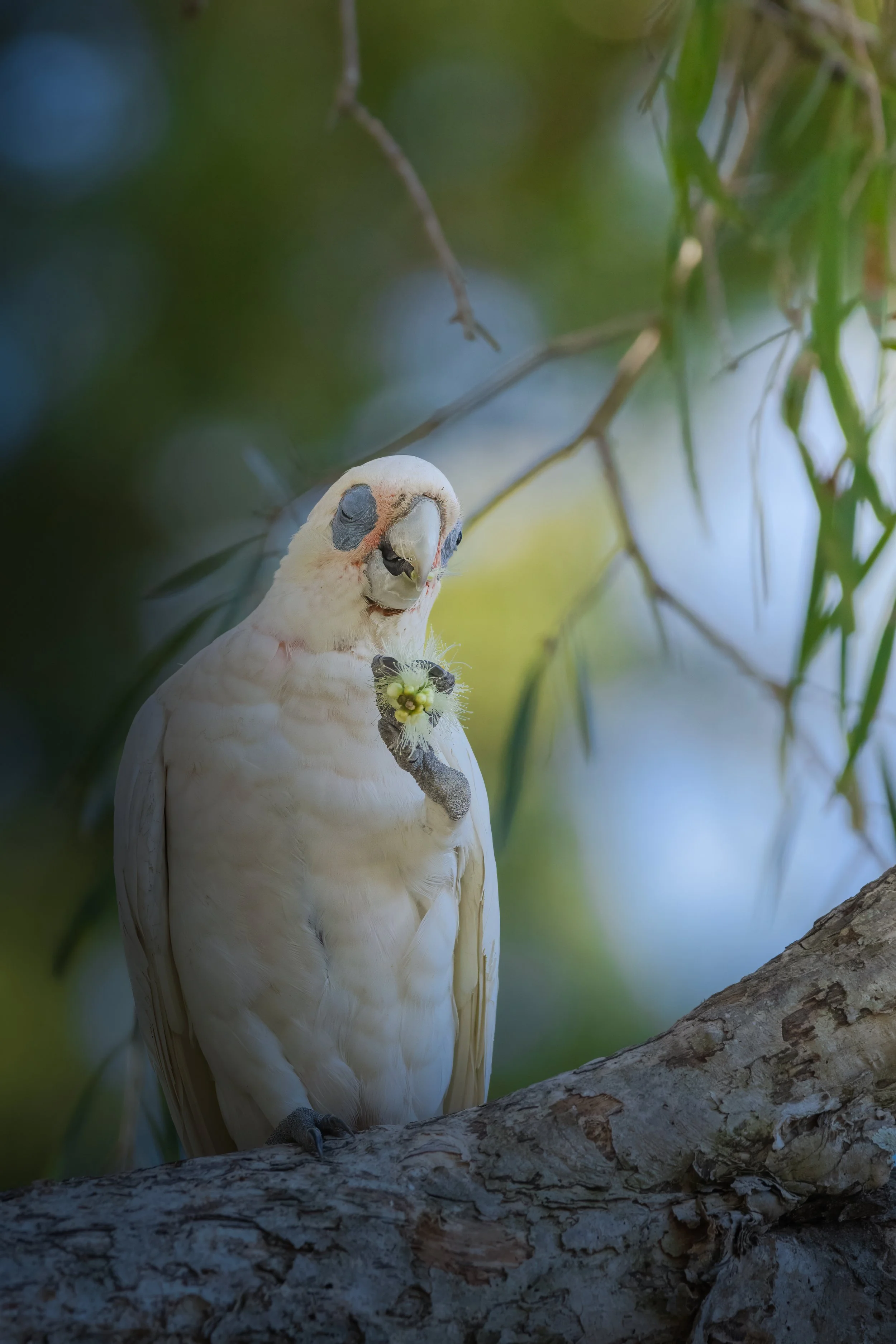Australia Little Corella 1