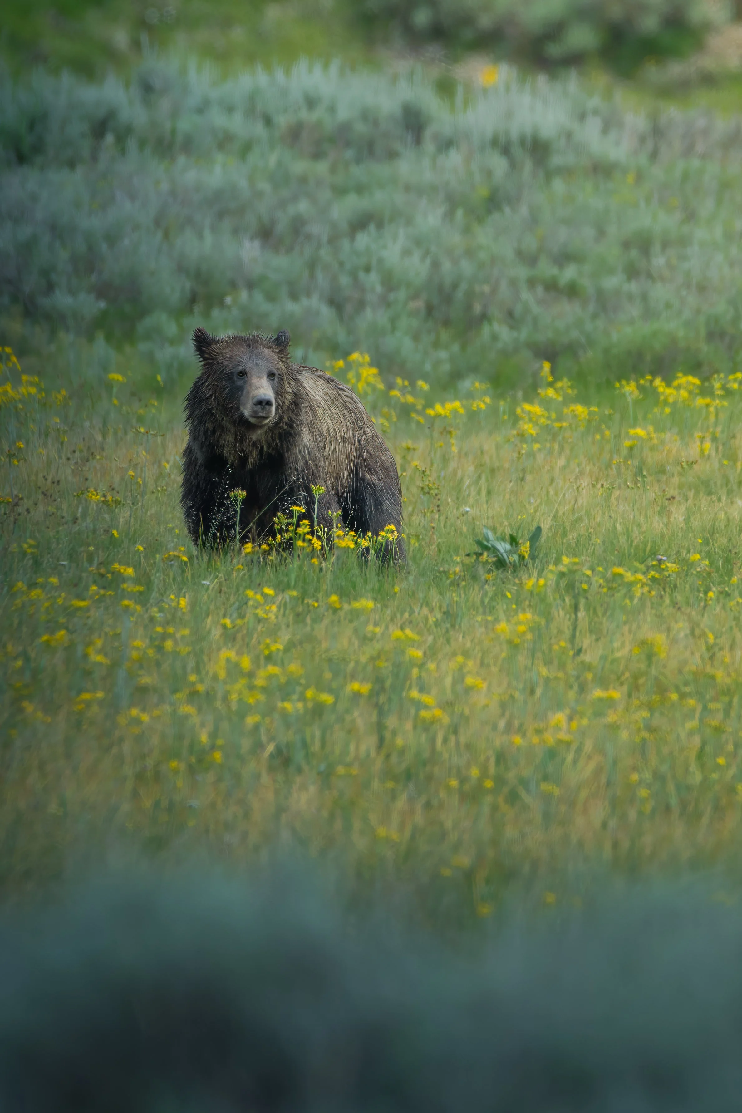 Yellowstone Grizzly 1