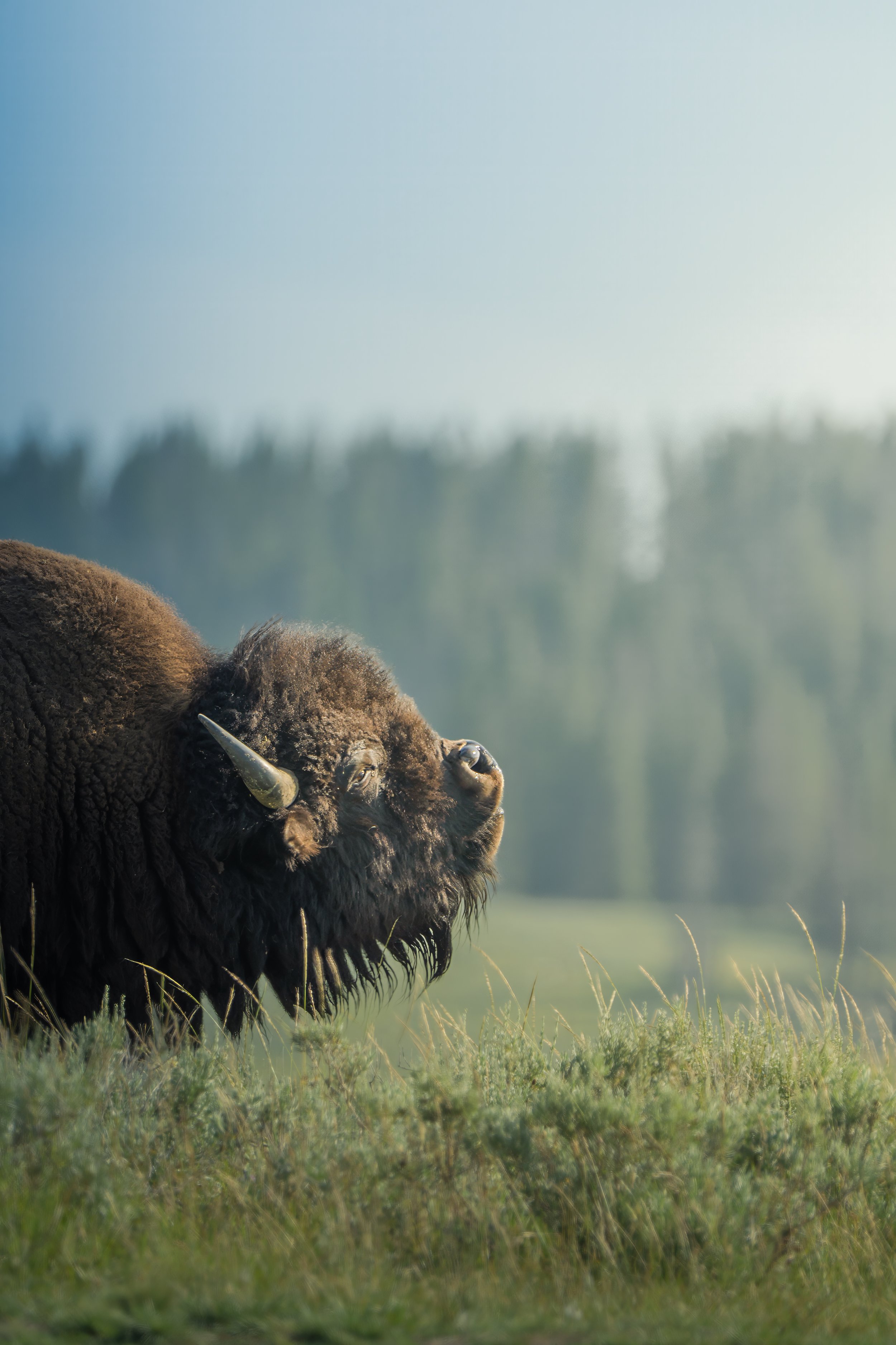Yellowstone Bison 1