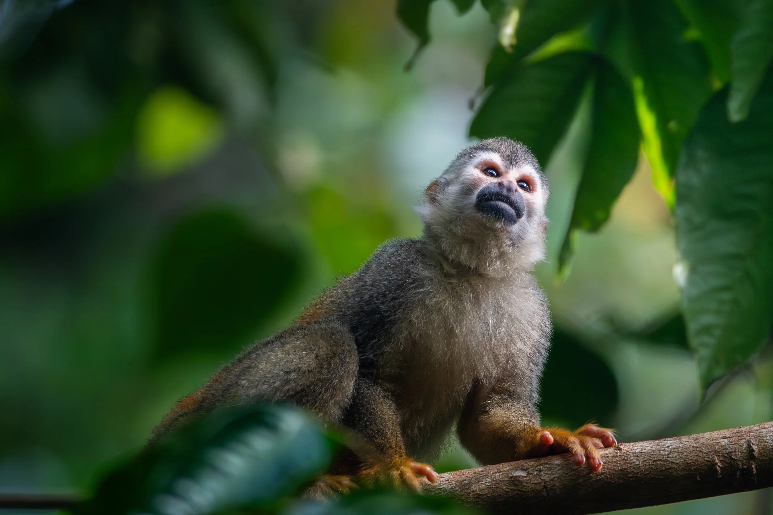 Costa Rica Monkey 2