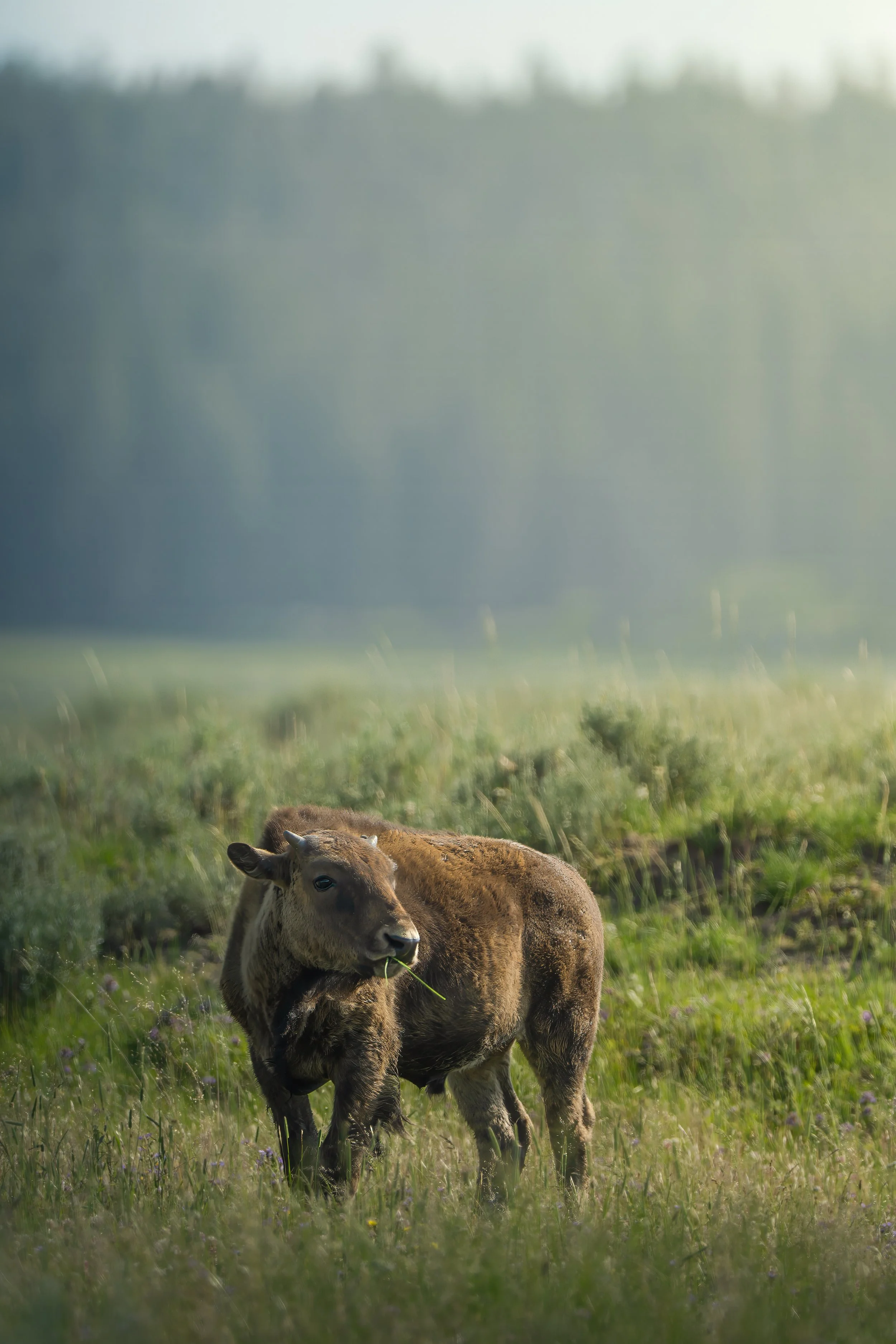 Yellowstone Bison 2
