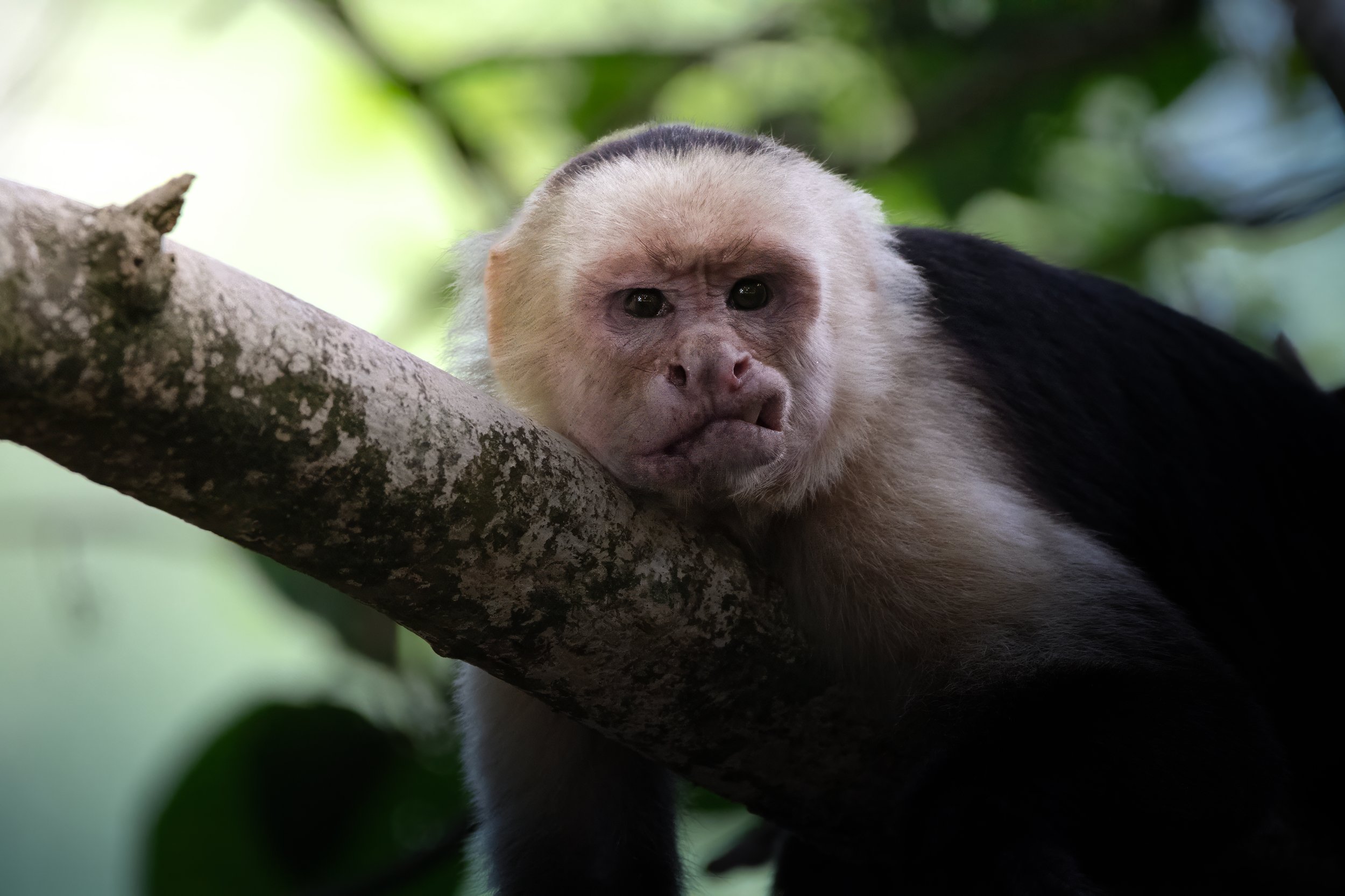 Costa Rica Monkey 3