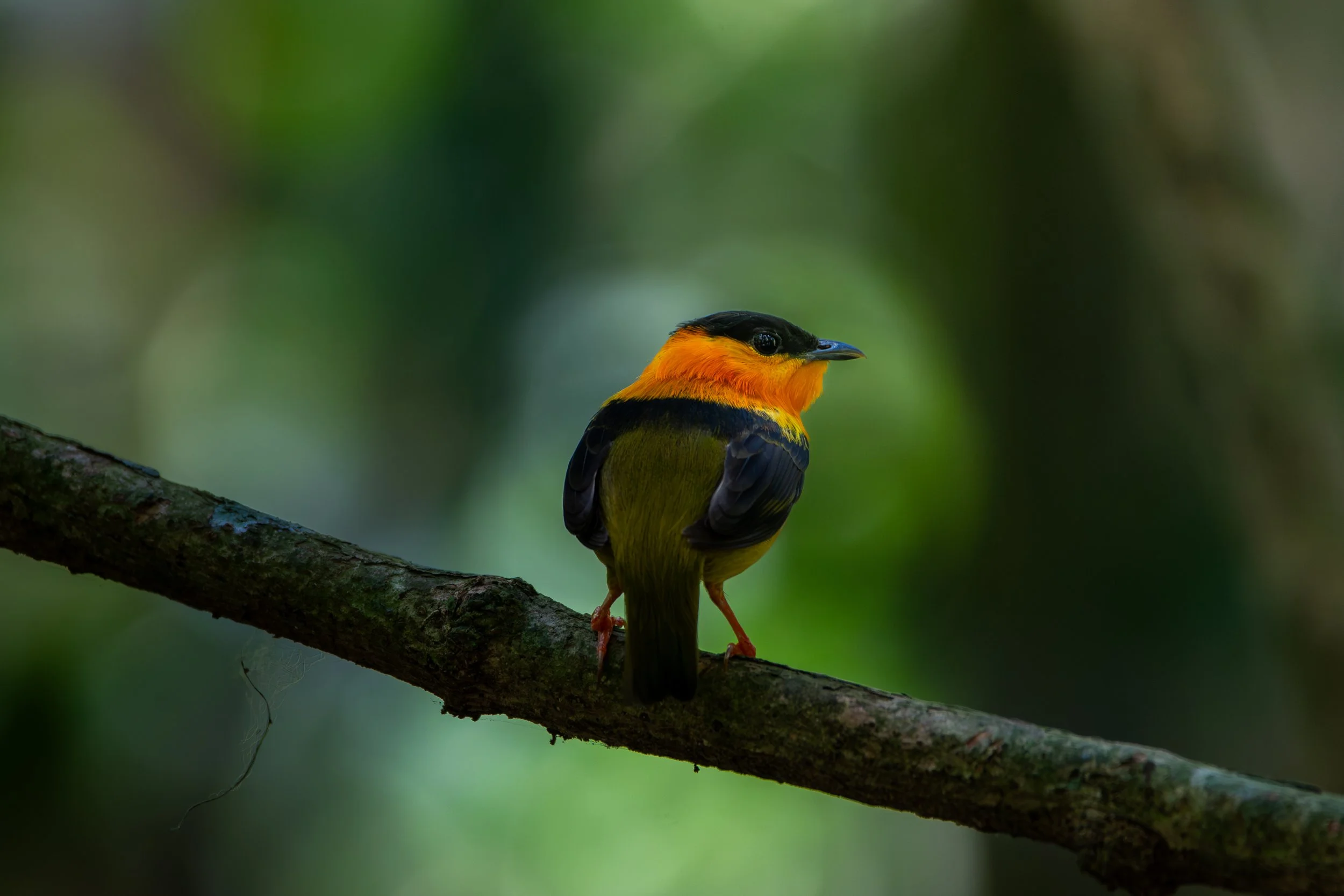 Costa Rica Bird 3