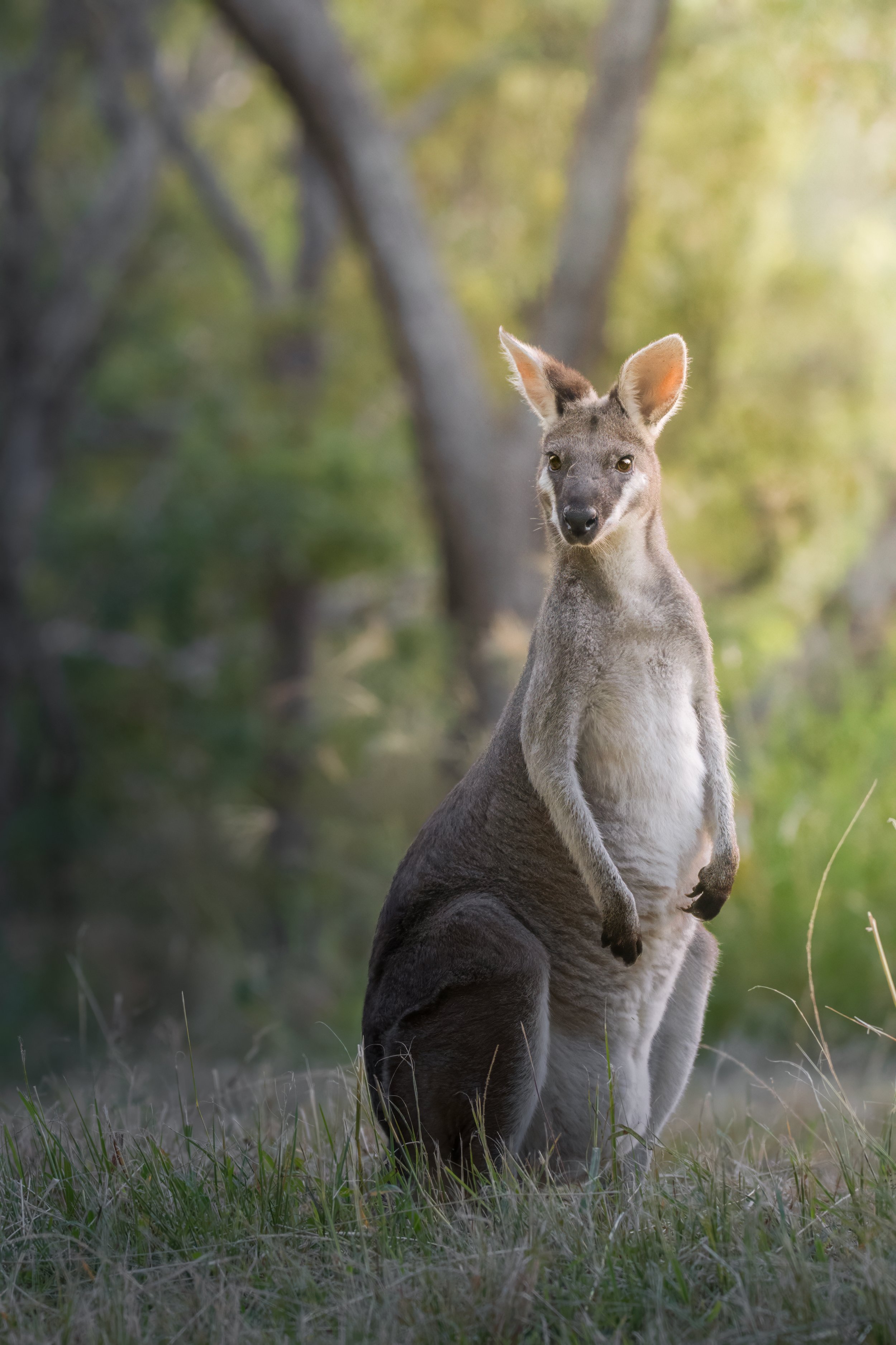 A young kangaroo, or joey, sitting upright in grass with a blurred forest background.