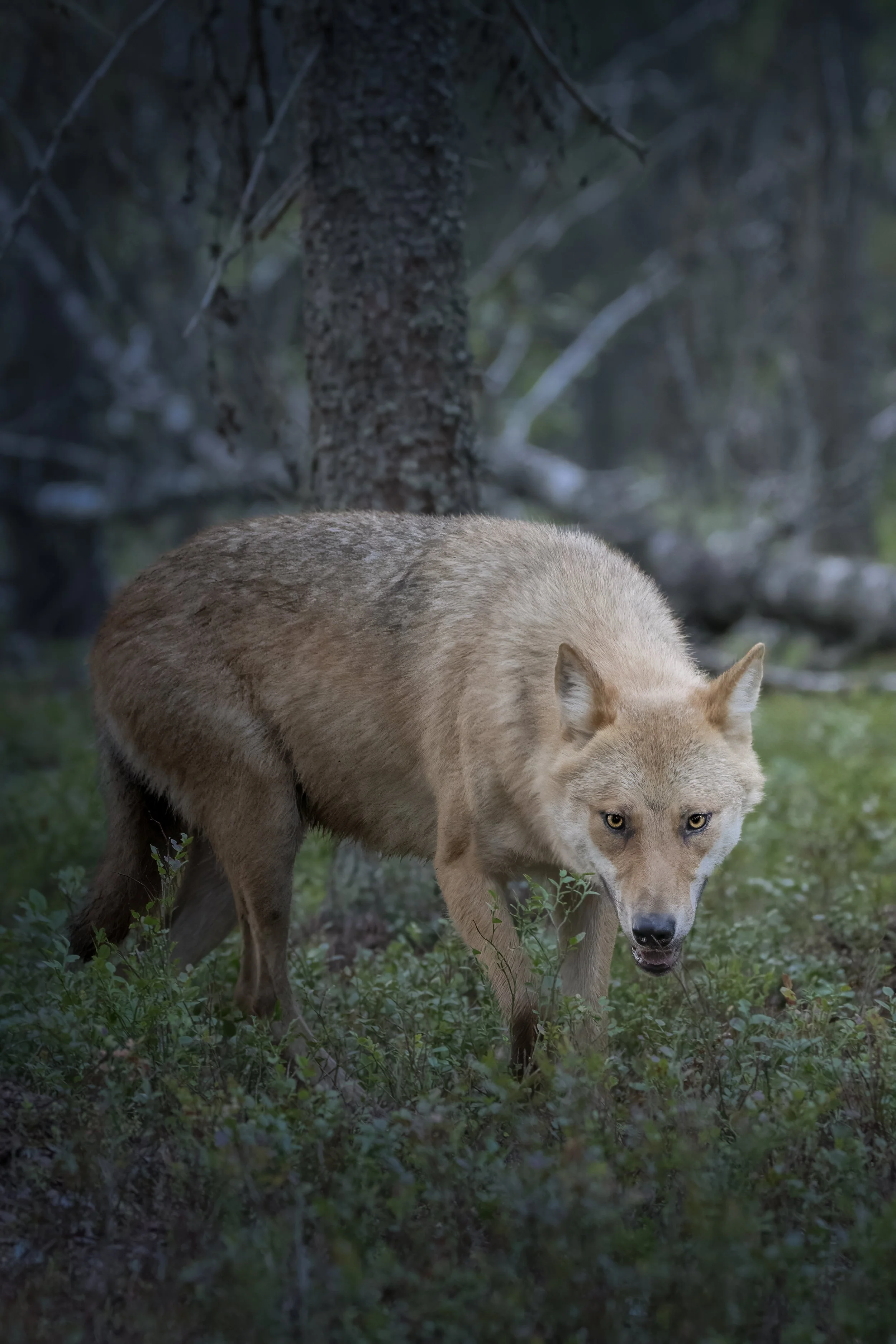 Finland Wolf 1