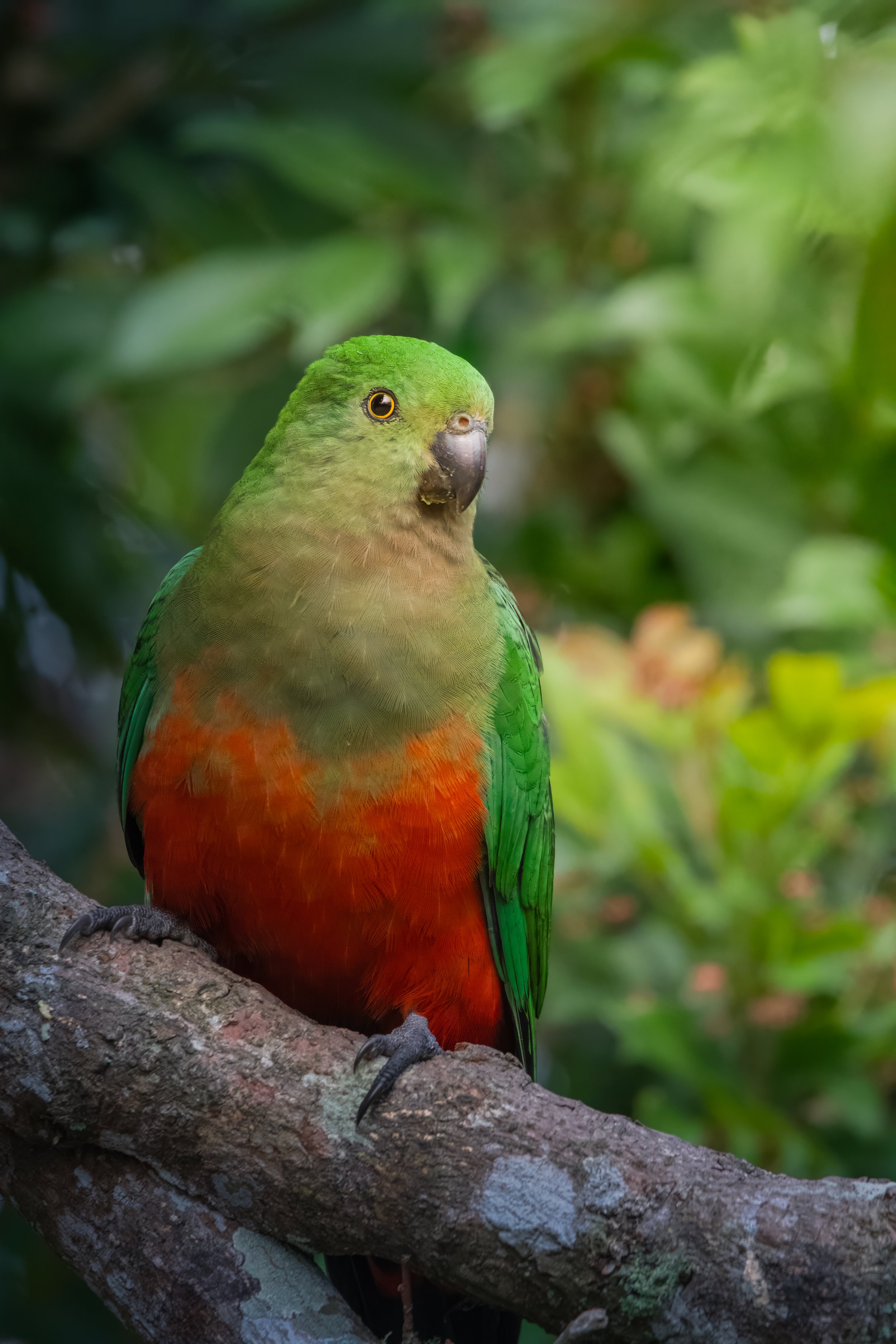 Australia King Parrot 1