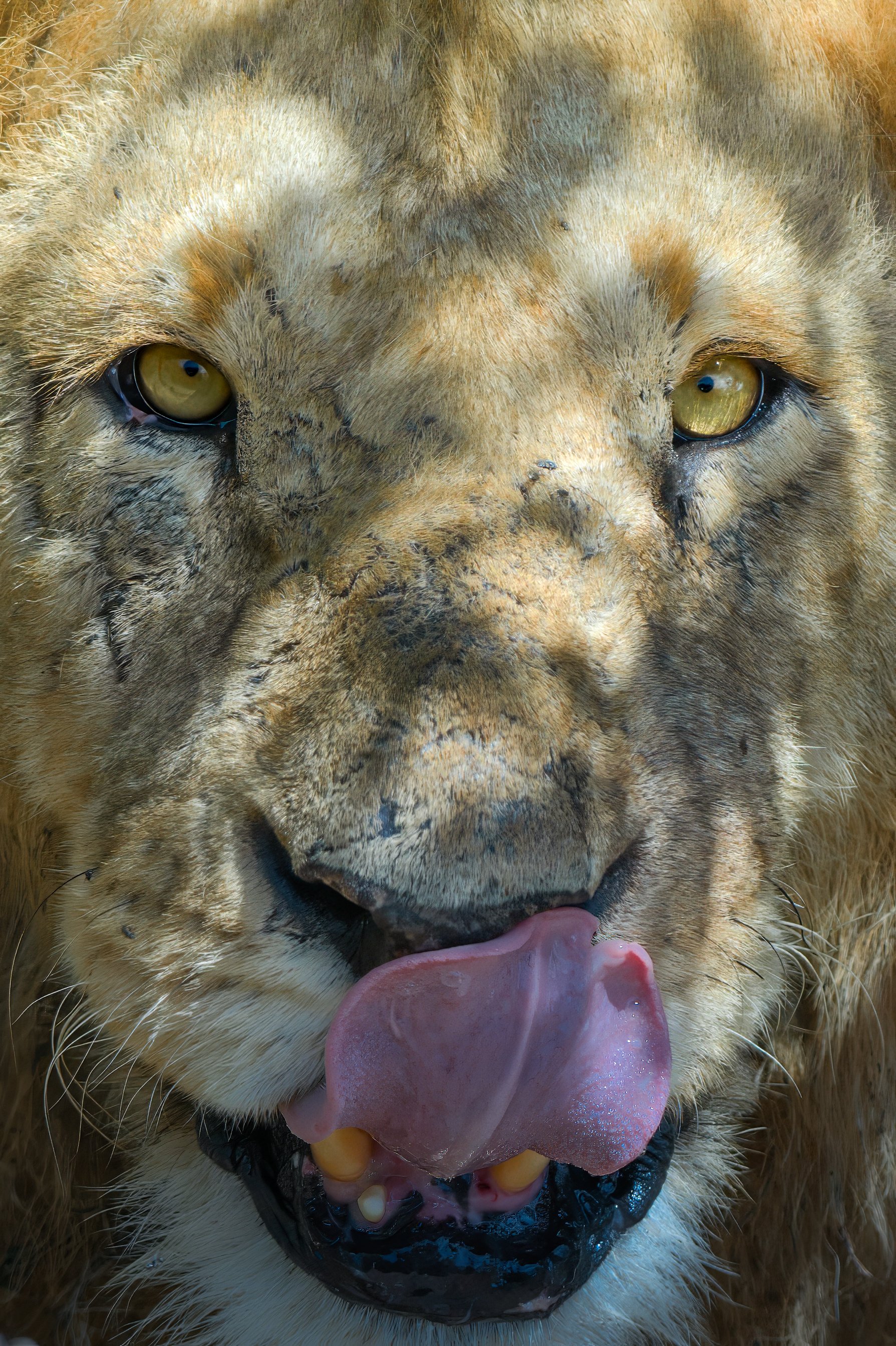 Maasai Mara Lion 1