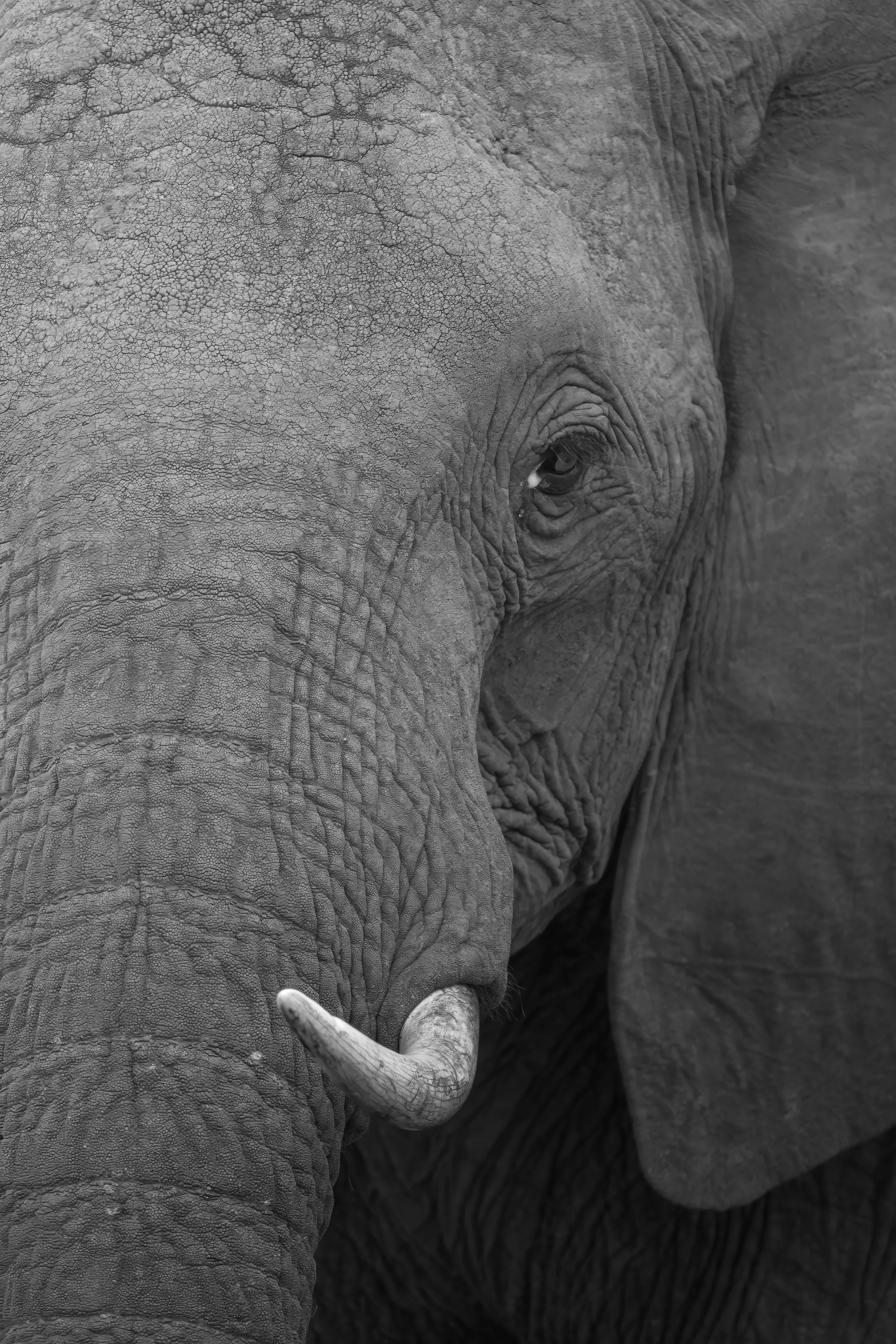 Maasai Mara Elephant 1