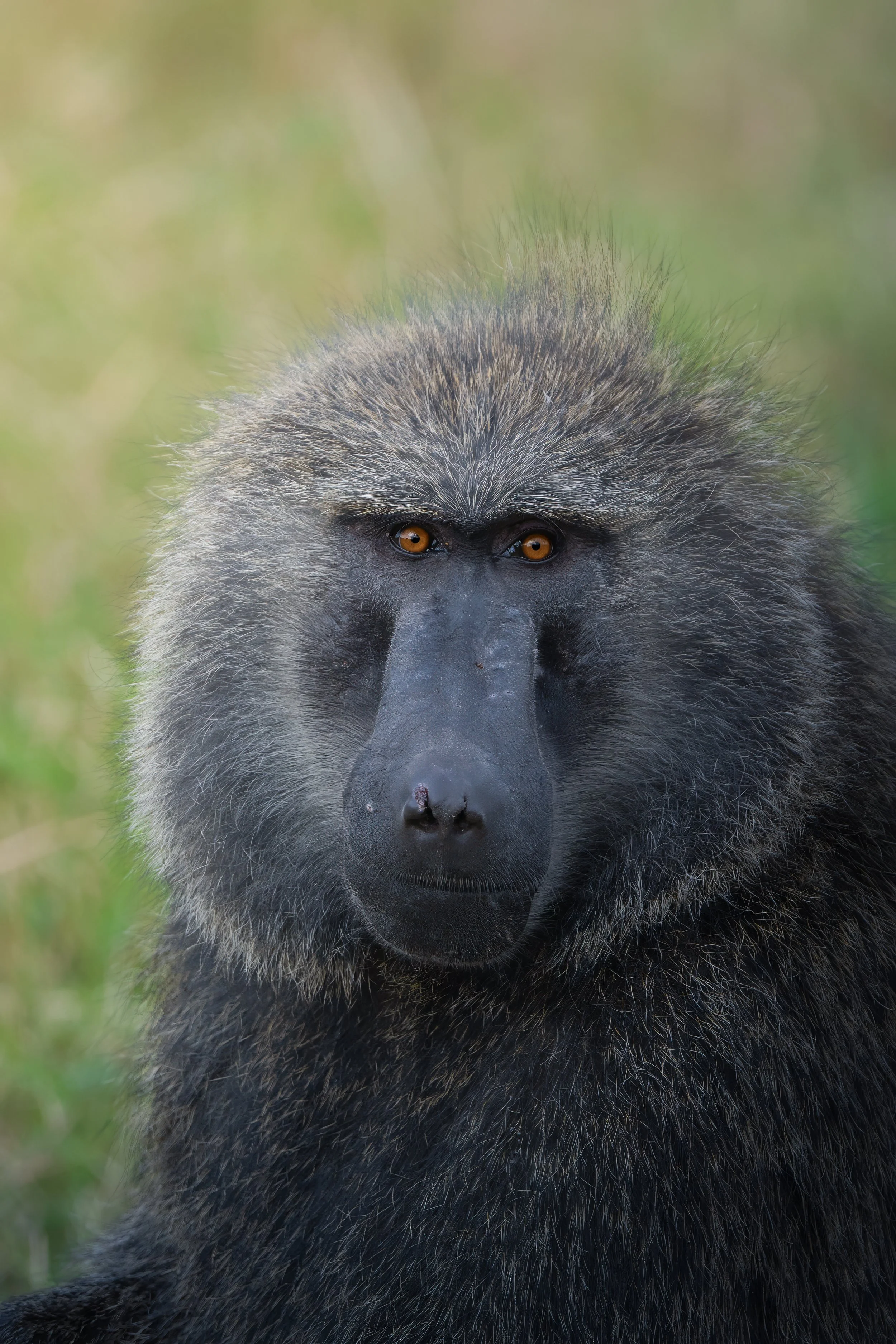 Maasai Mara Baboon 1