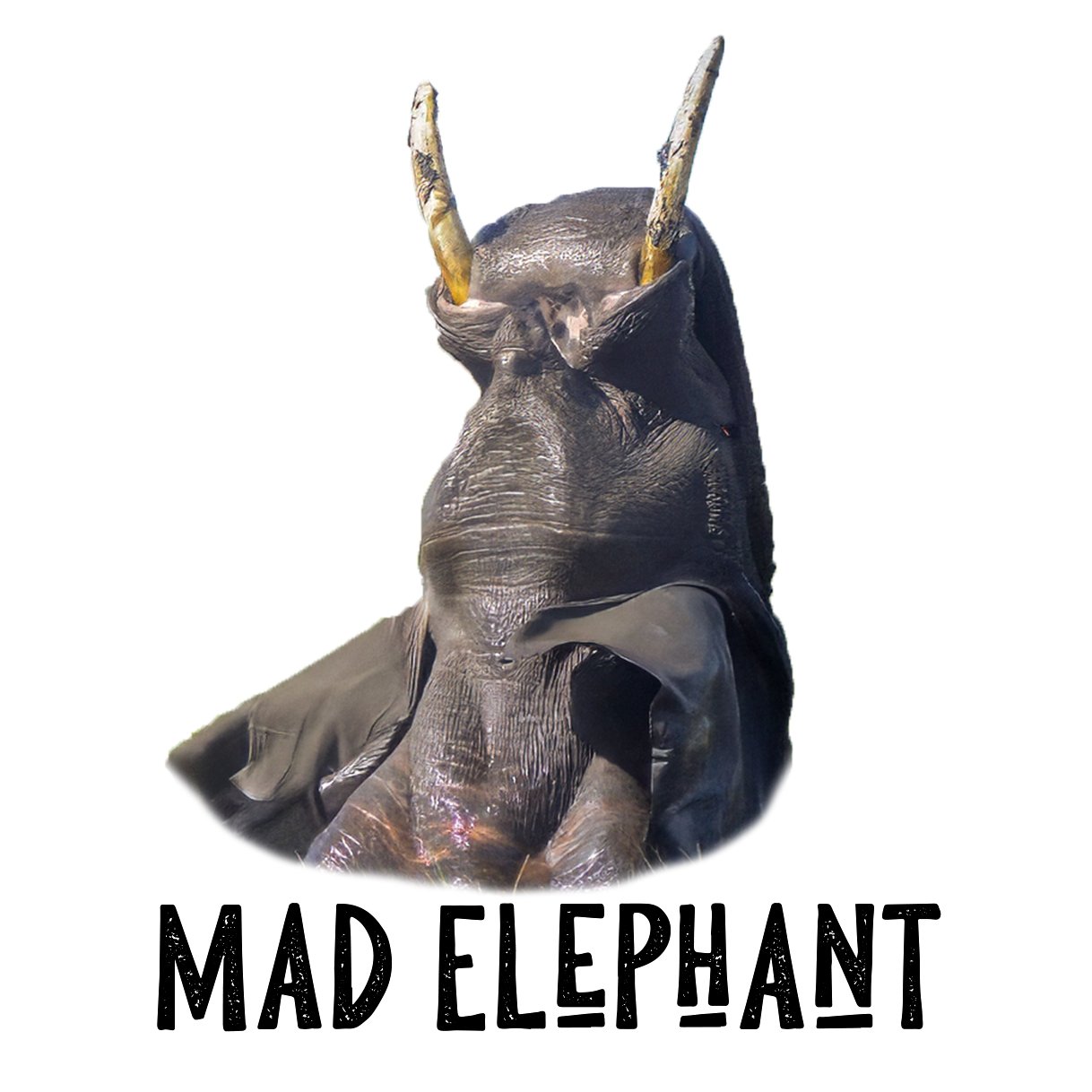 Mad Elephant Photography