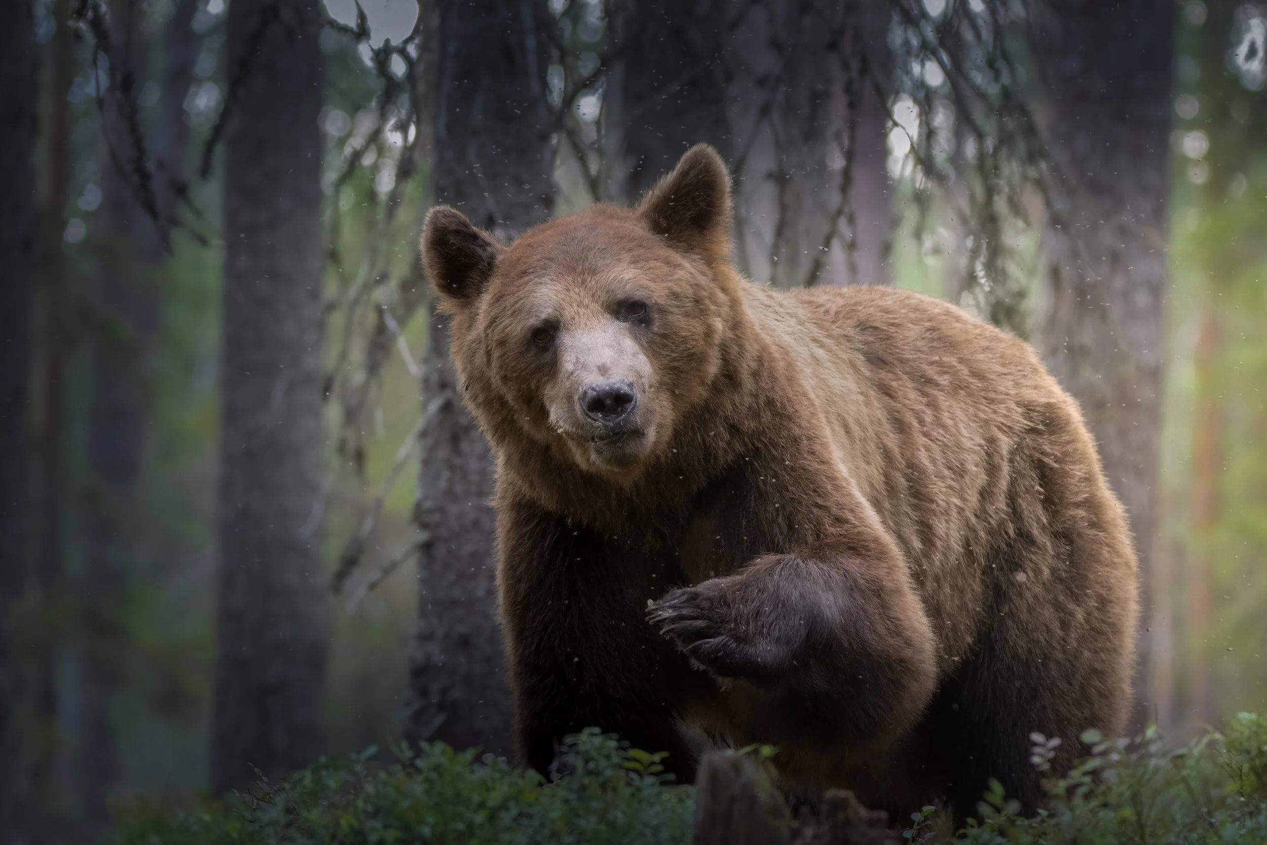 Finland Bear 3