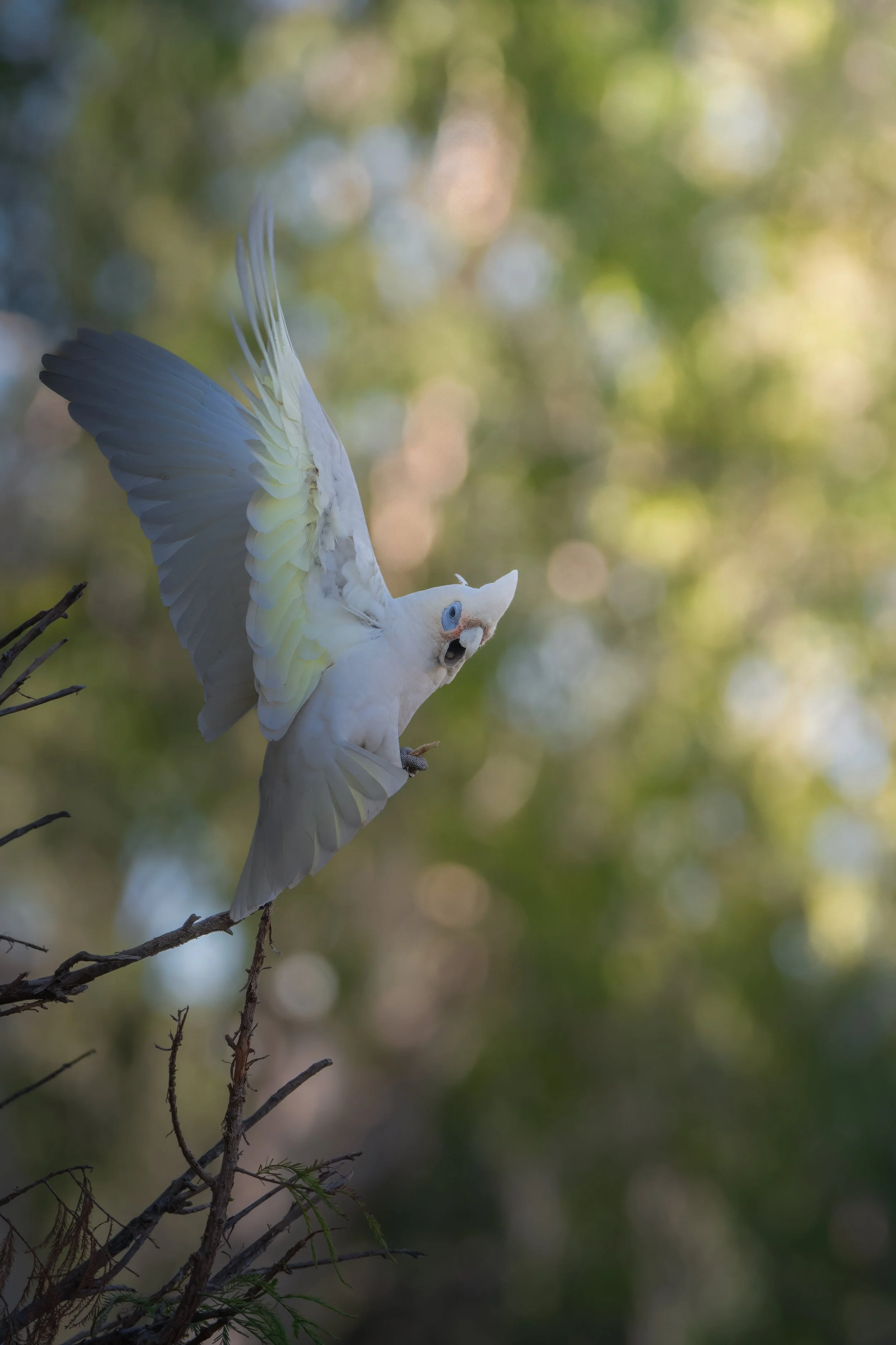 Australia Little Corella 2