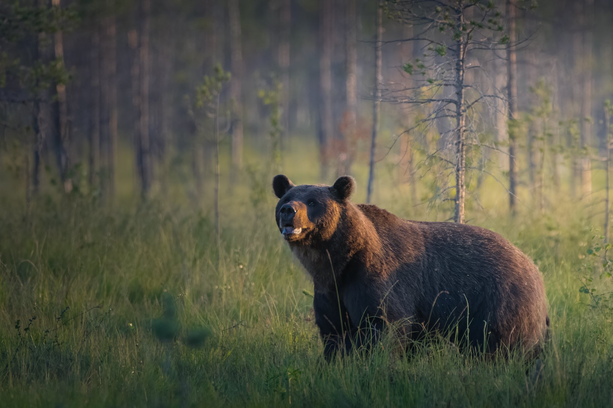 Finland Bear 4