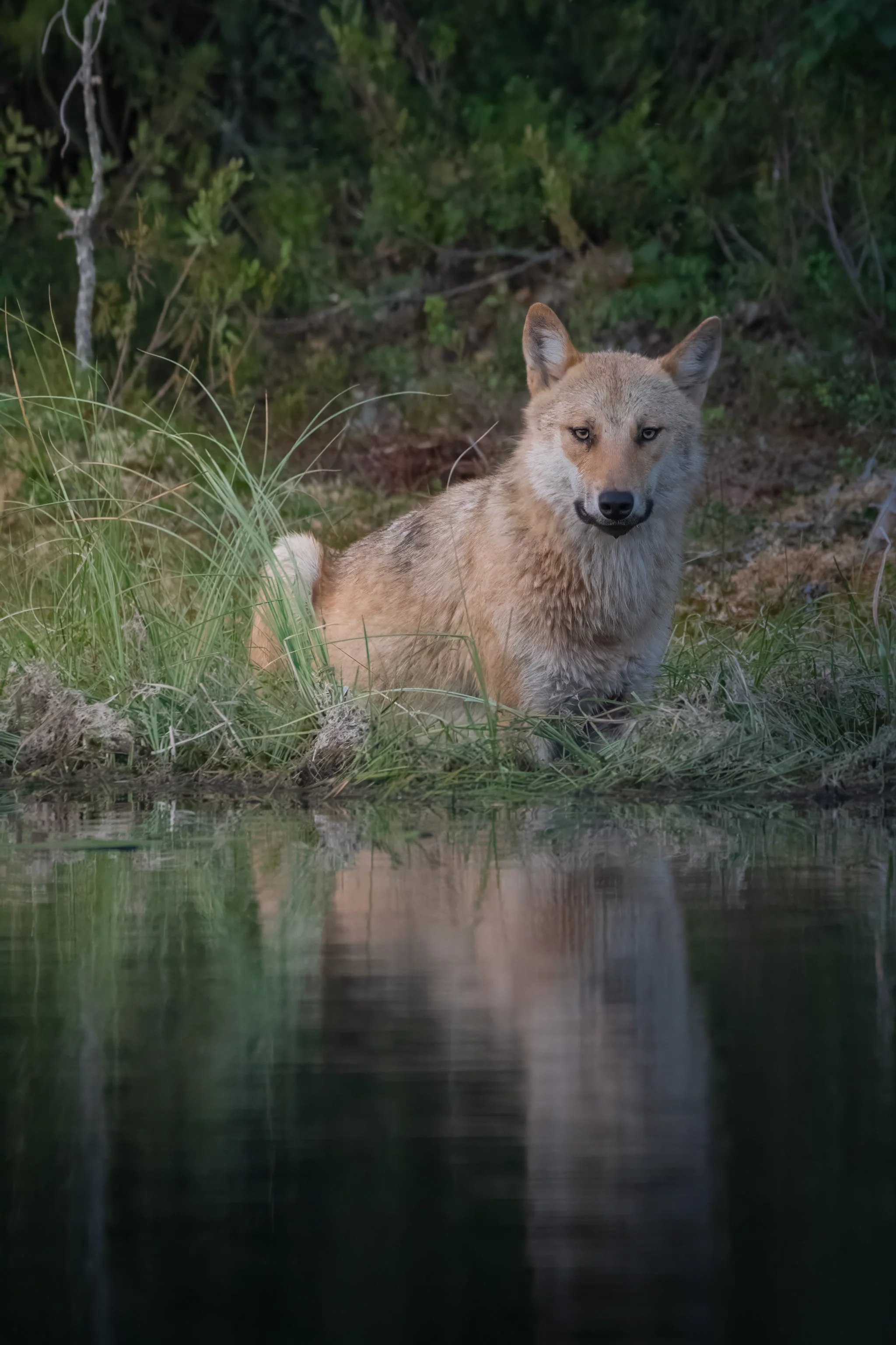 Finland Wolf 5