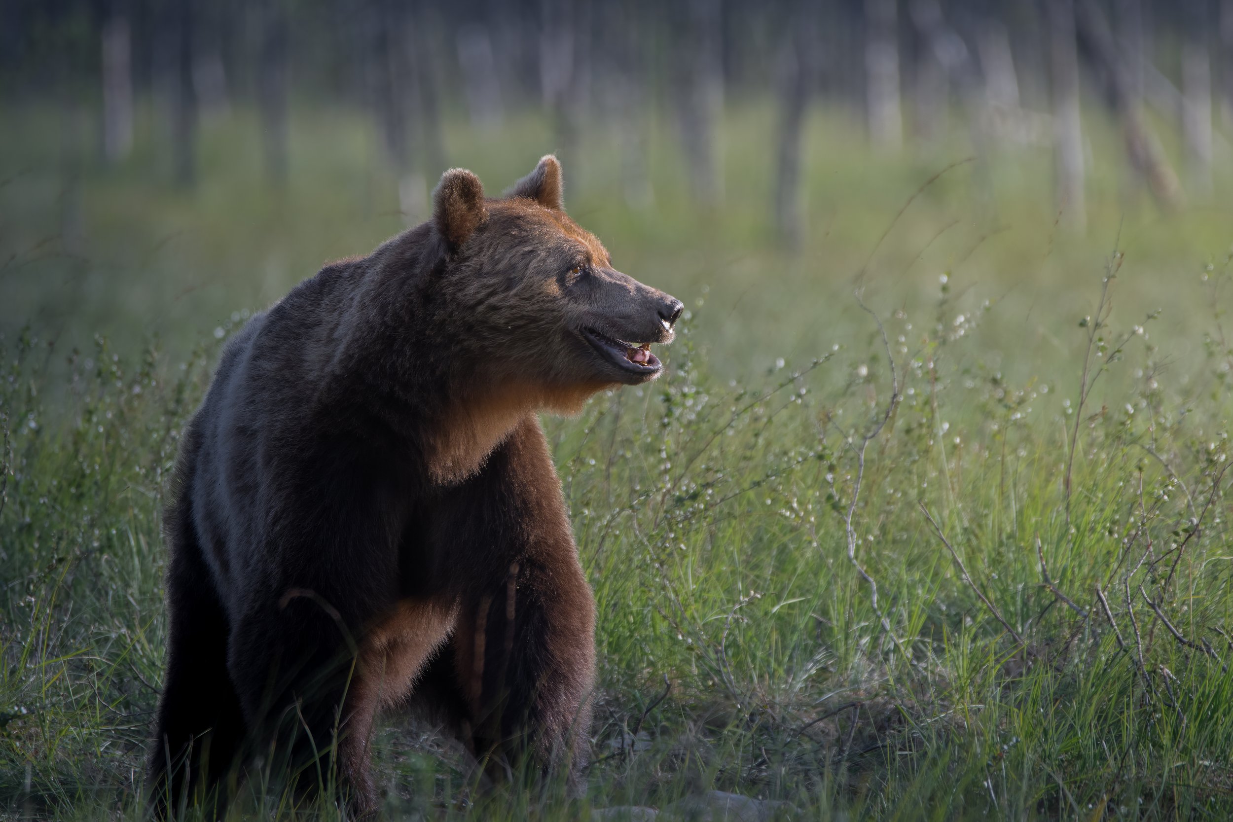 Finland Bear 2