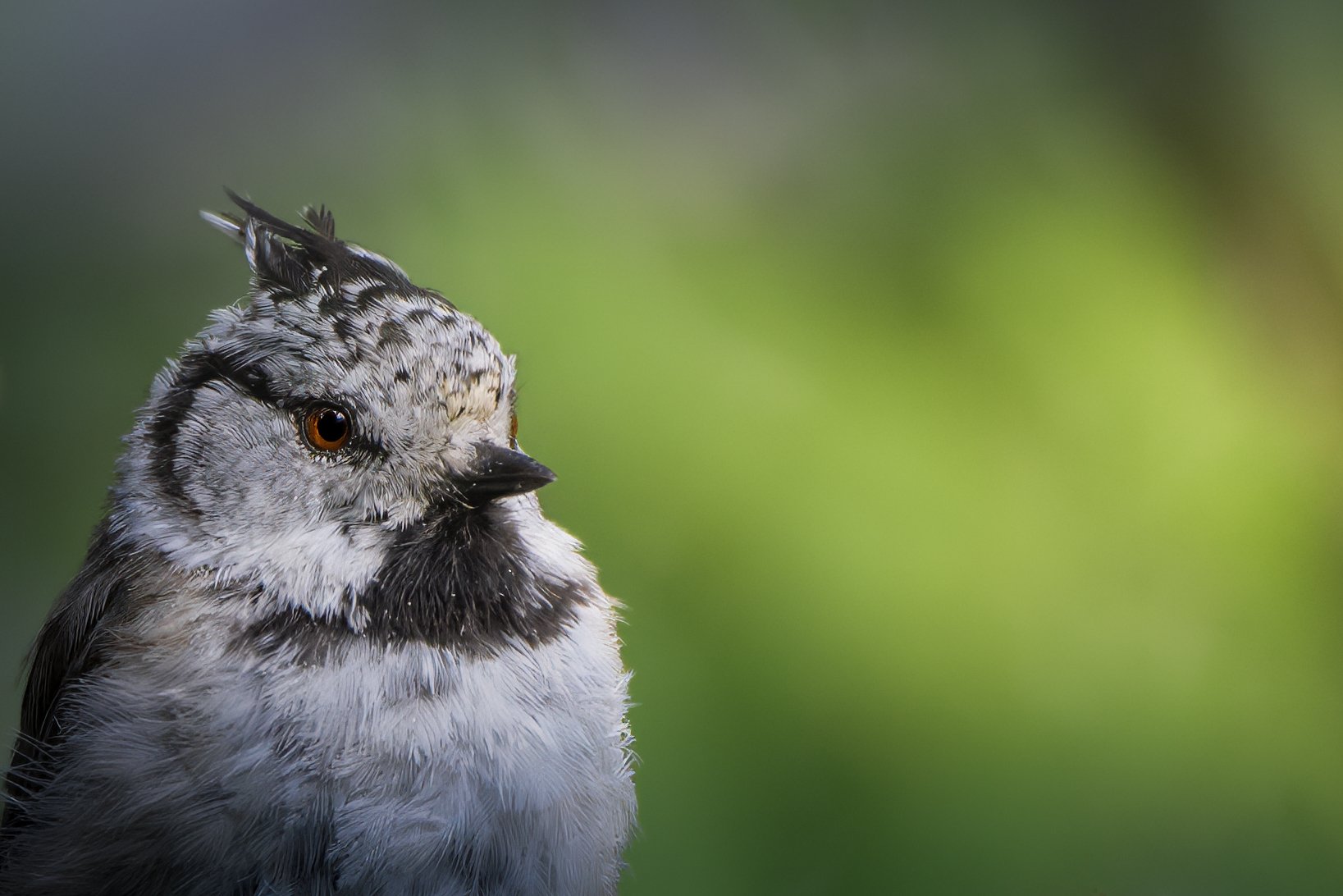 Finland Bird 1