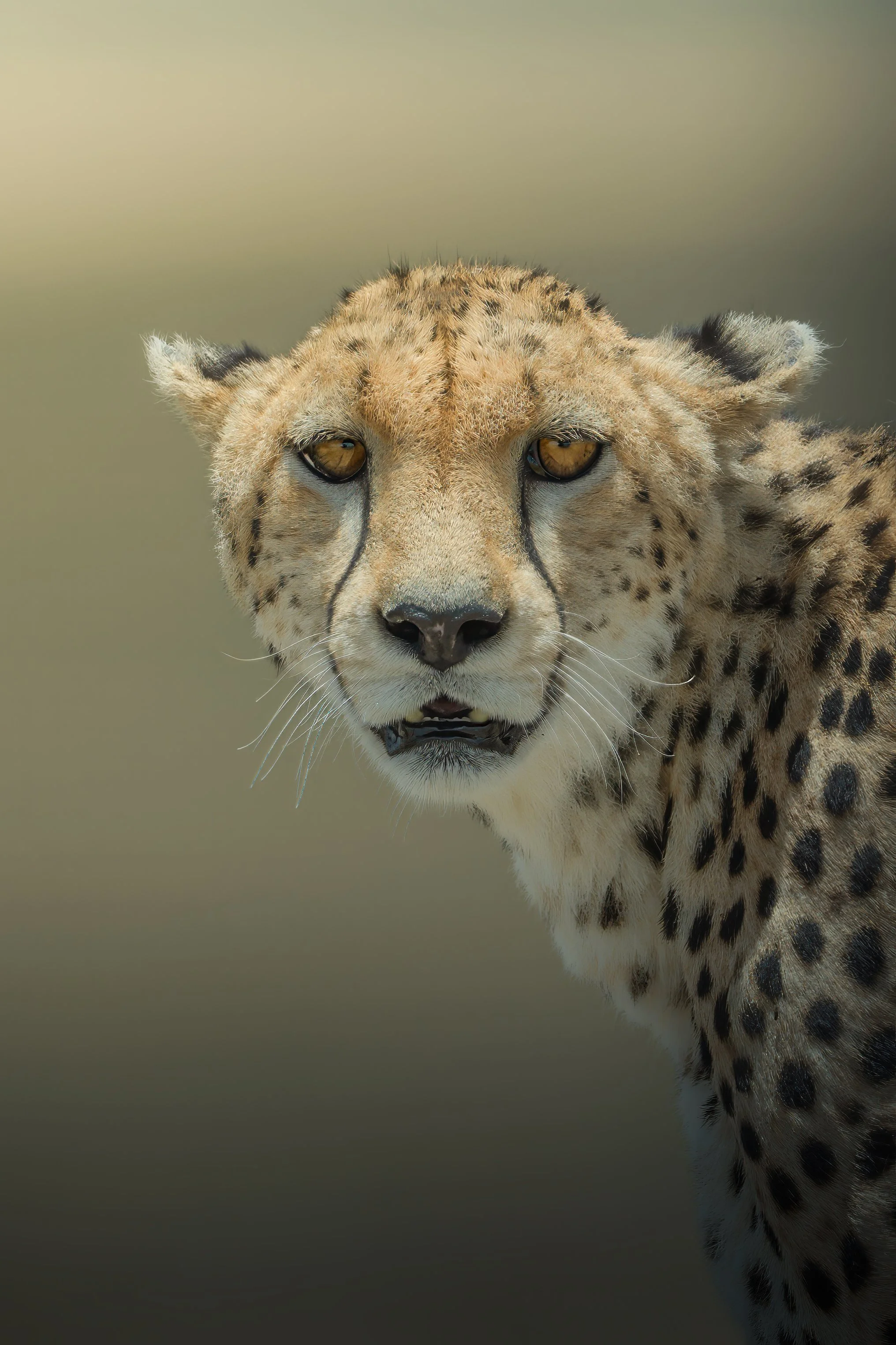 Maasai Mara Cheetah 1