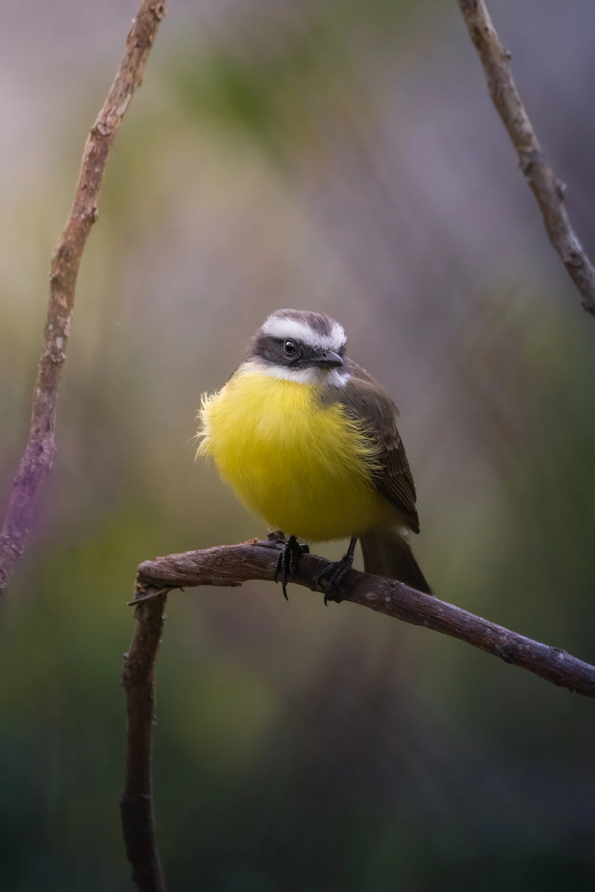 Costa Rica Bird 2