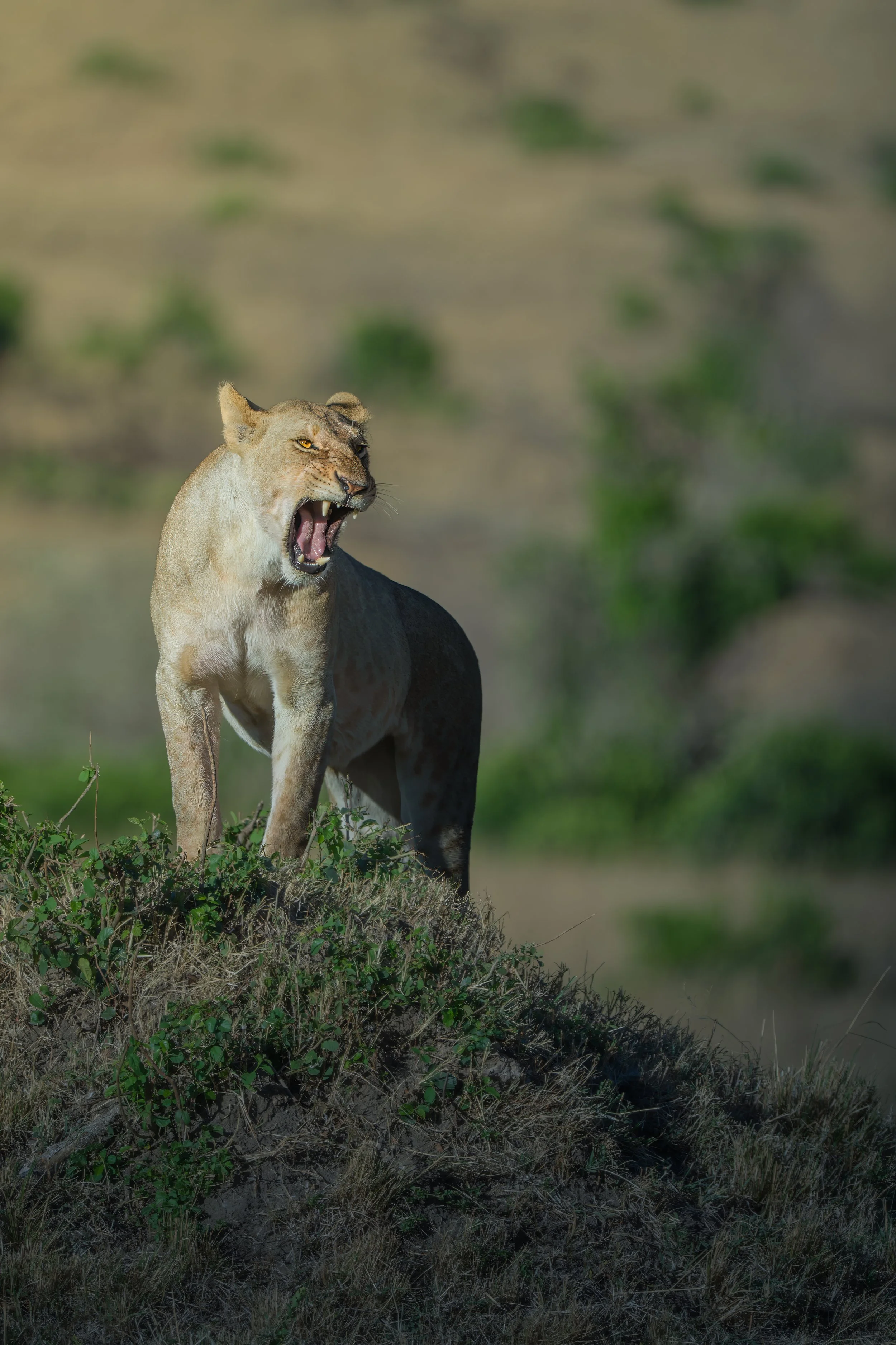 Maasai Mara Lion 2