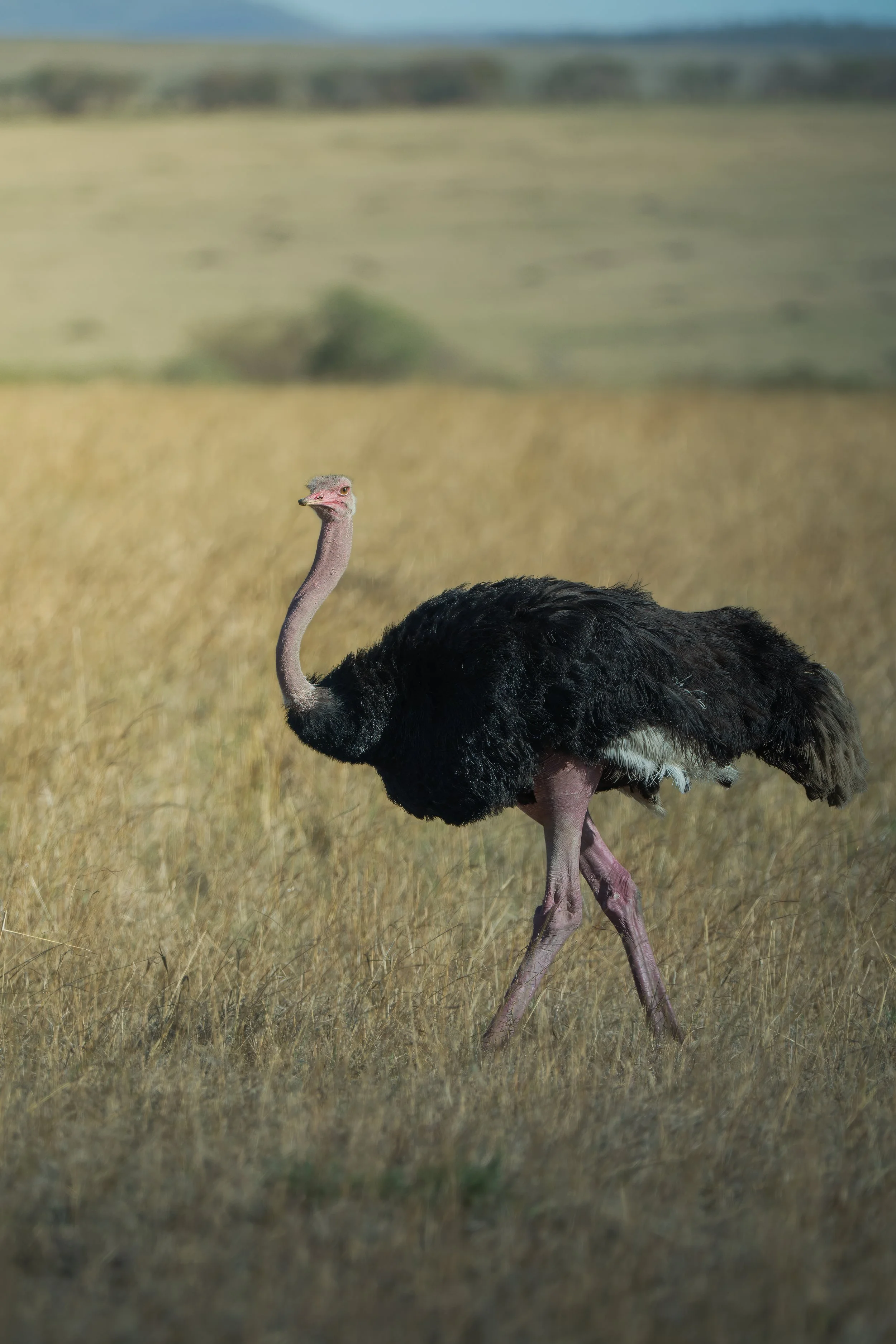 Maasai Mara Ostrich 1