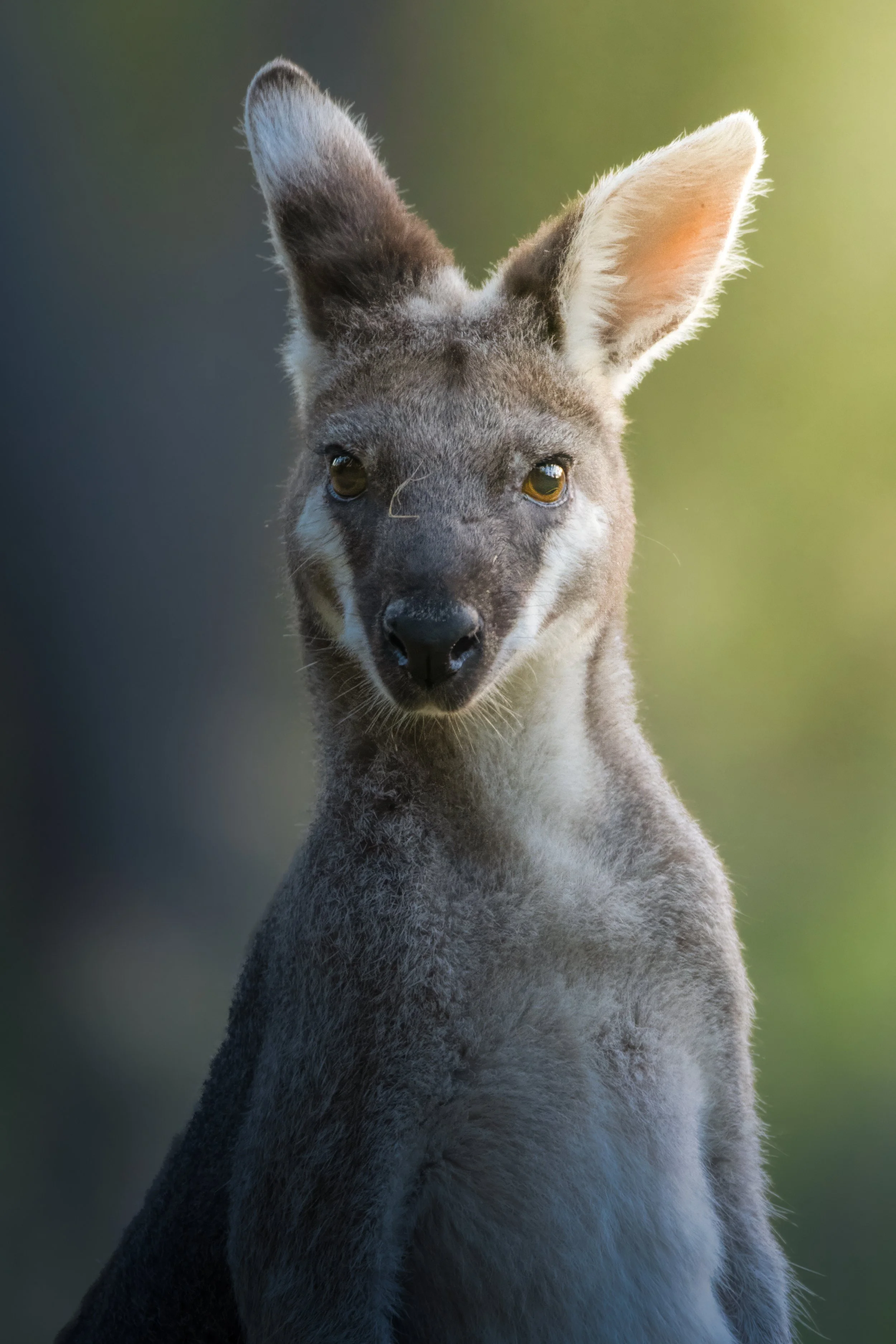 Australia Whiptail Wallaby 1