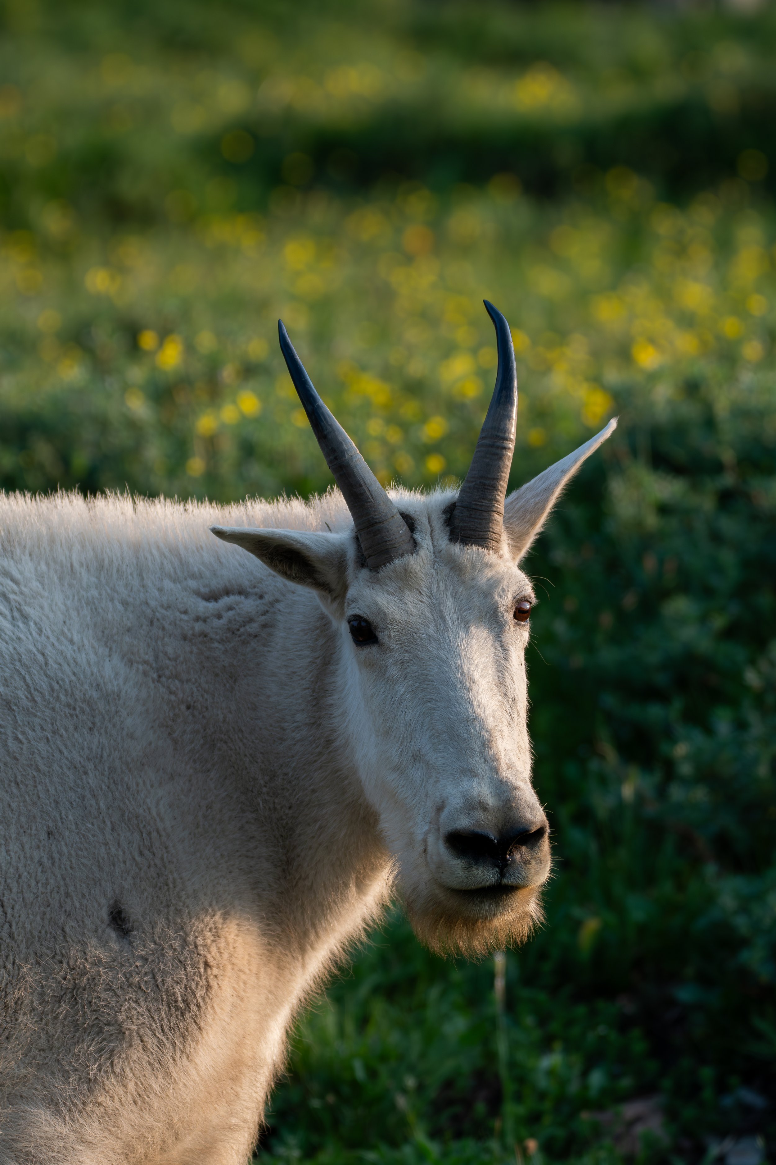 Glacier Mountain Goat 1