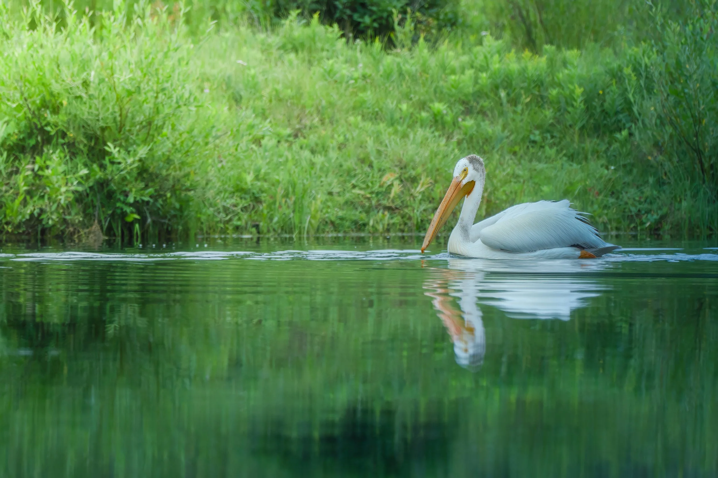 Grand Teton Pelican 1