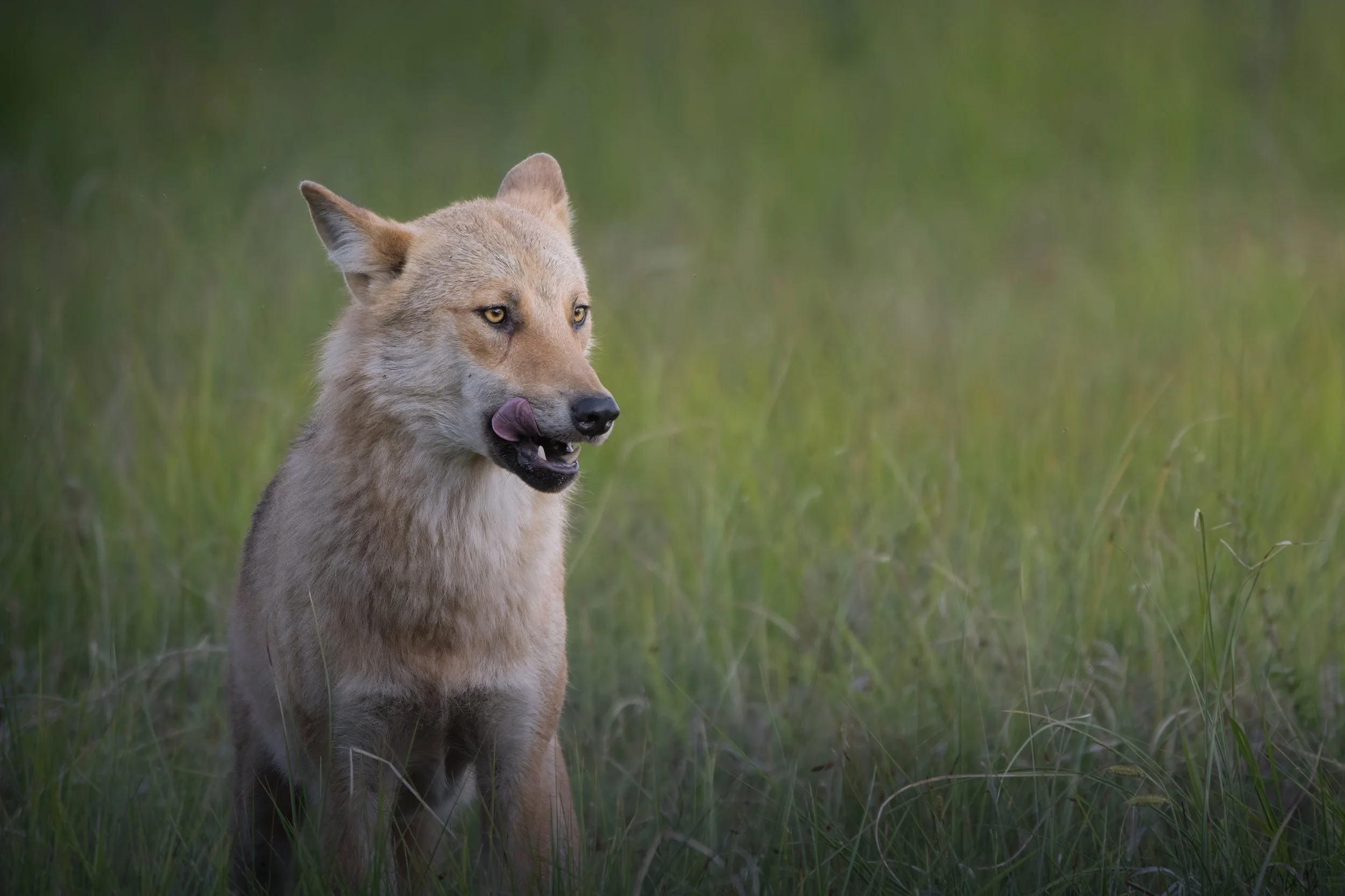 Finland Wolf 4