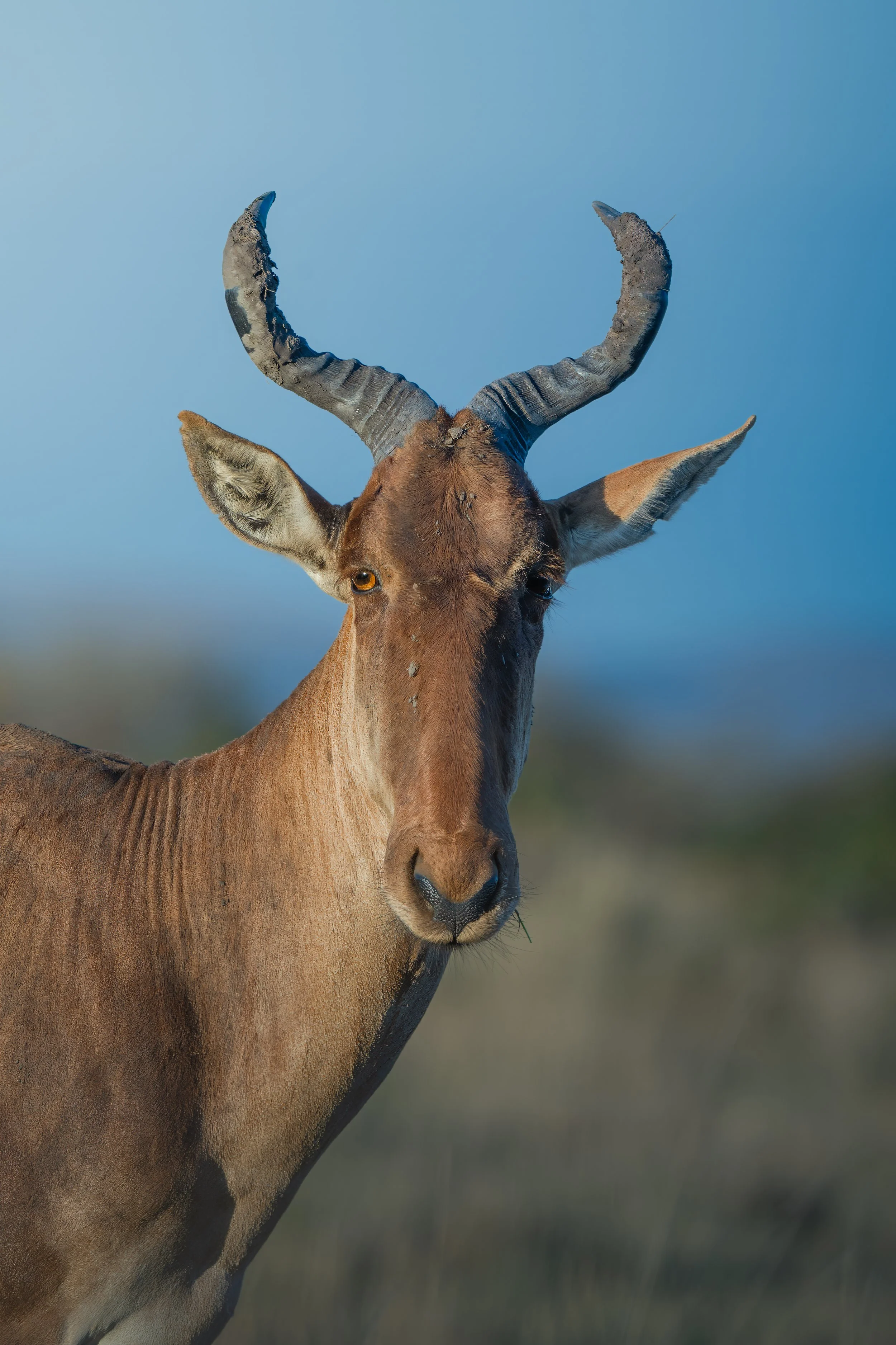 Maasai Mara Hartebeest 1