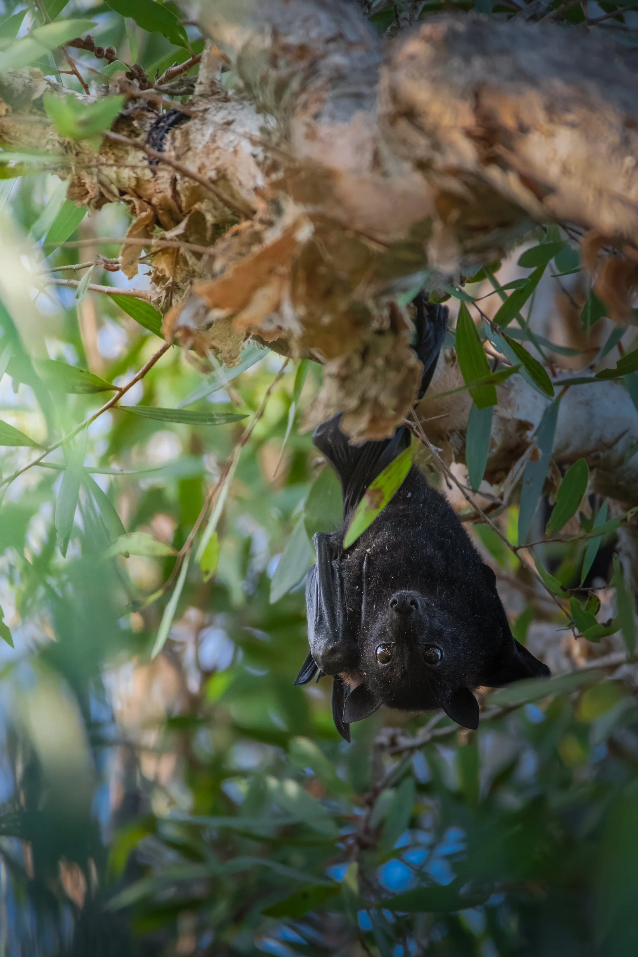 Australia Bat 1