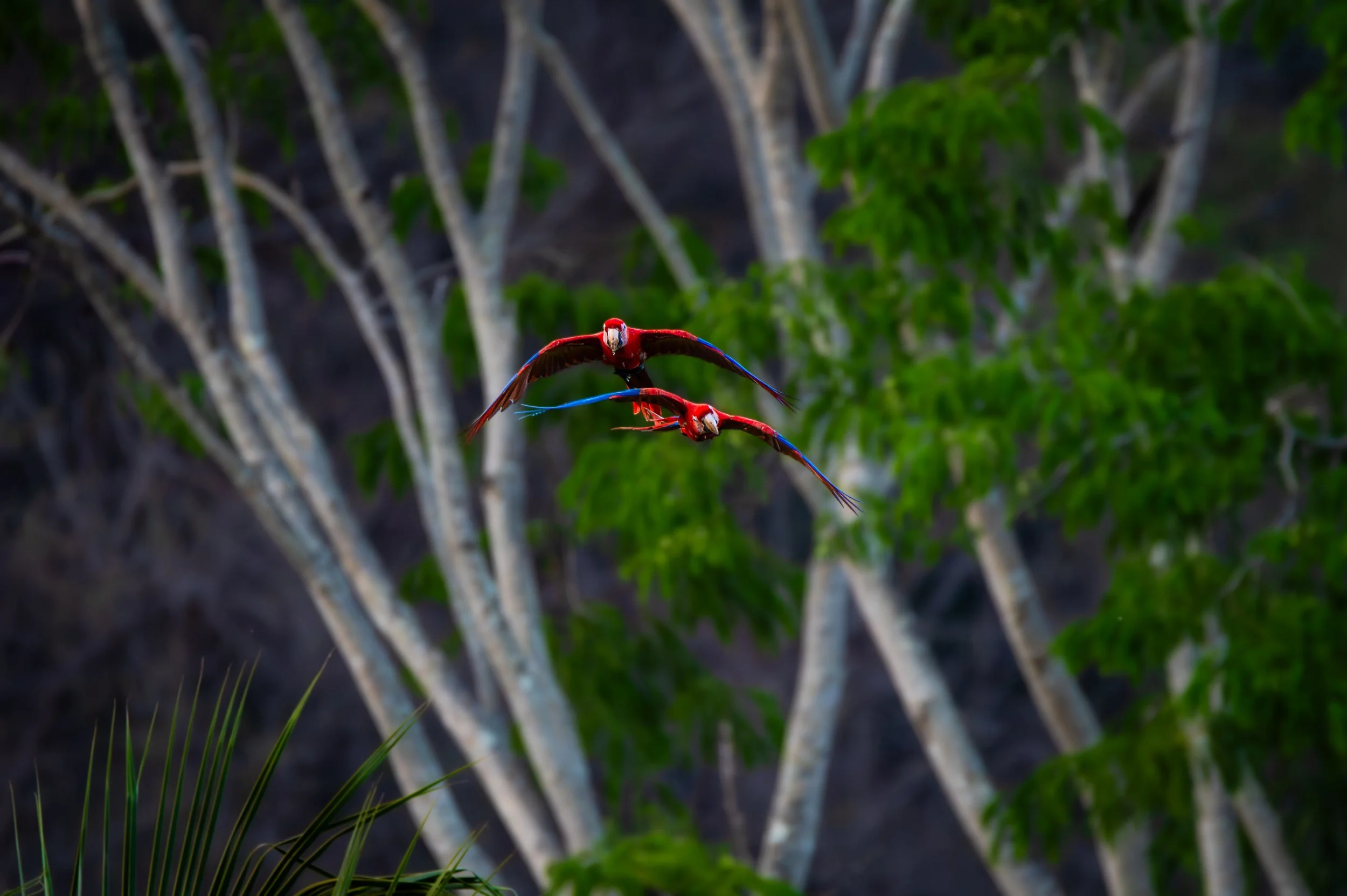 Costa Rica Scarlet Macaw 2