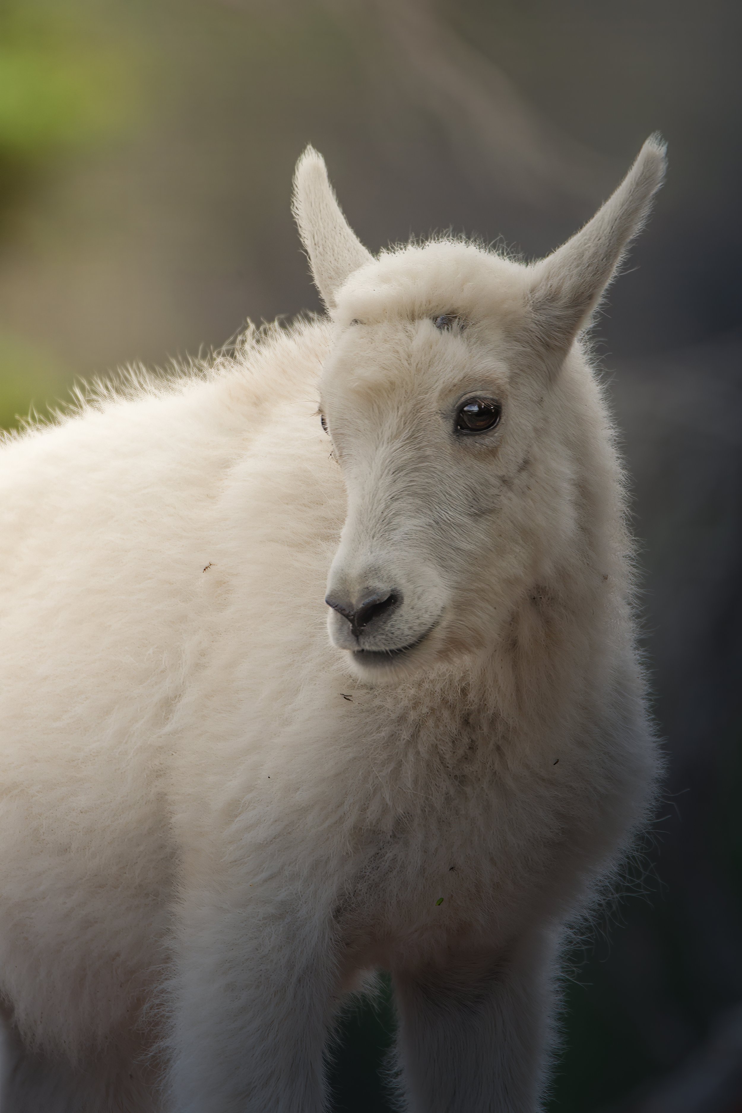 Glacier Mountain Goat 3
