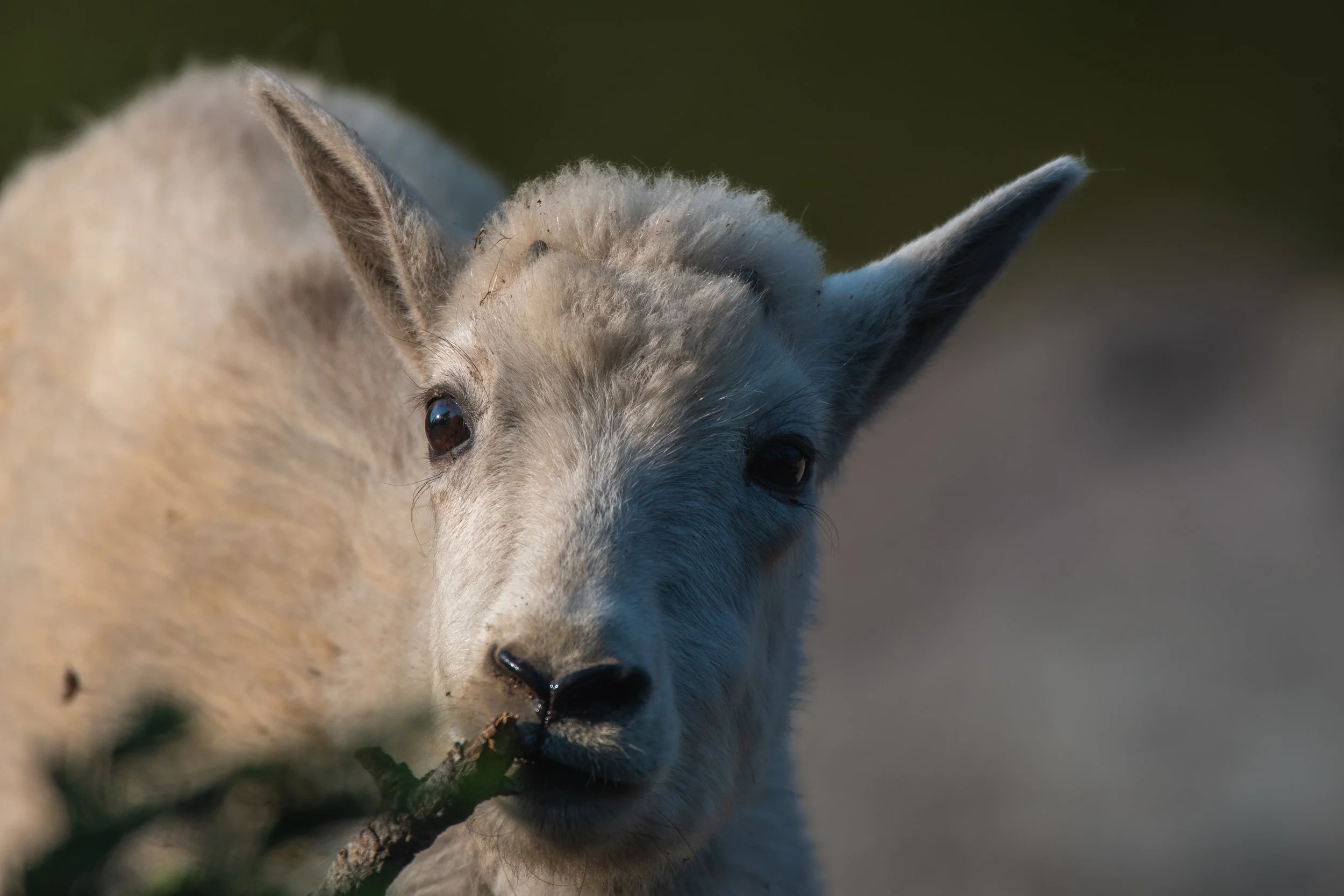 Glacier Mountain Goat 2