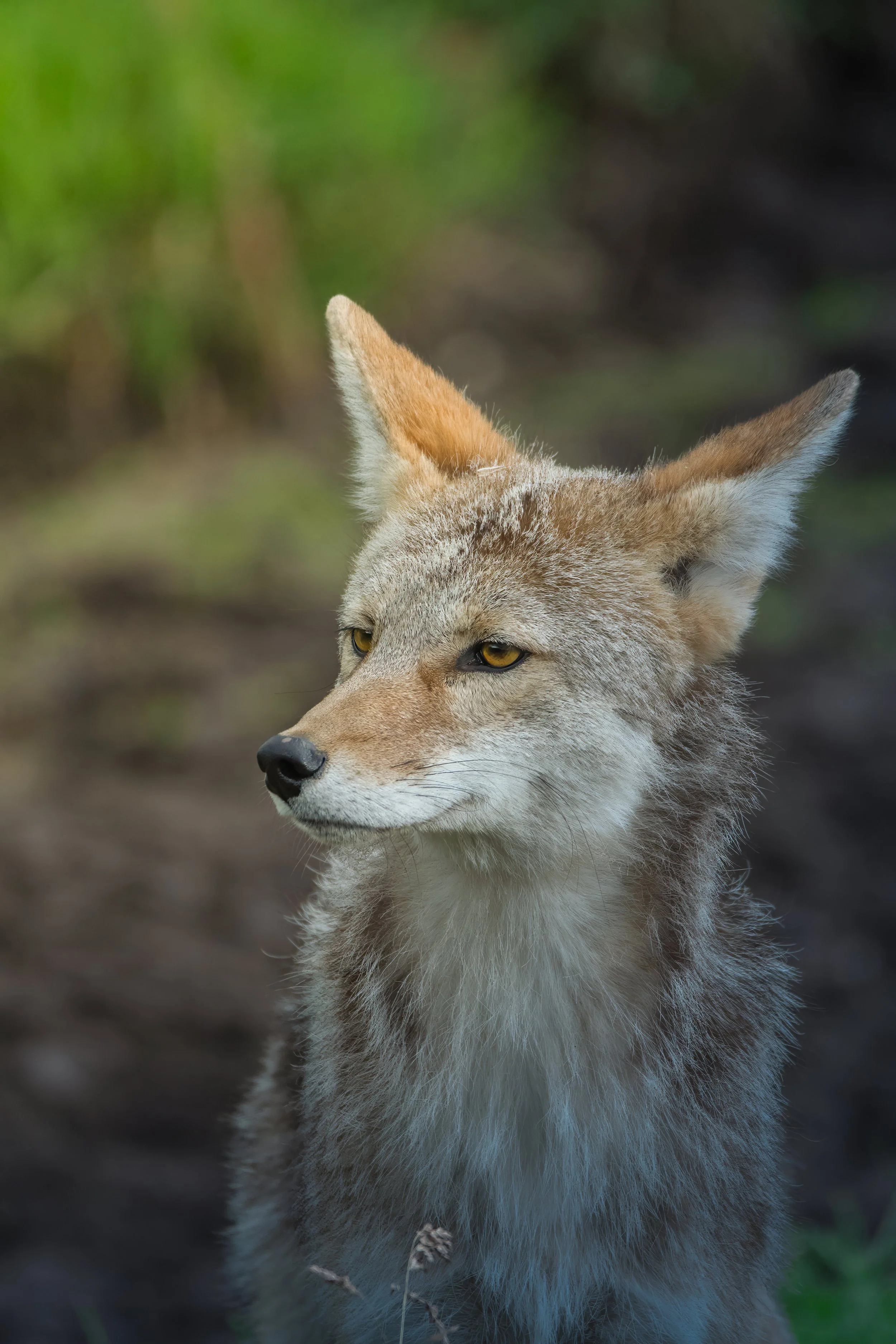 Yellowstone Coyote 1