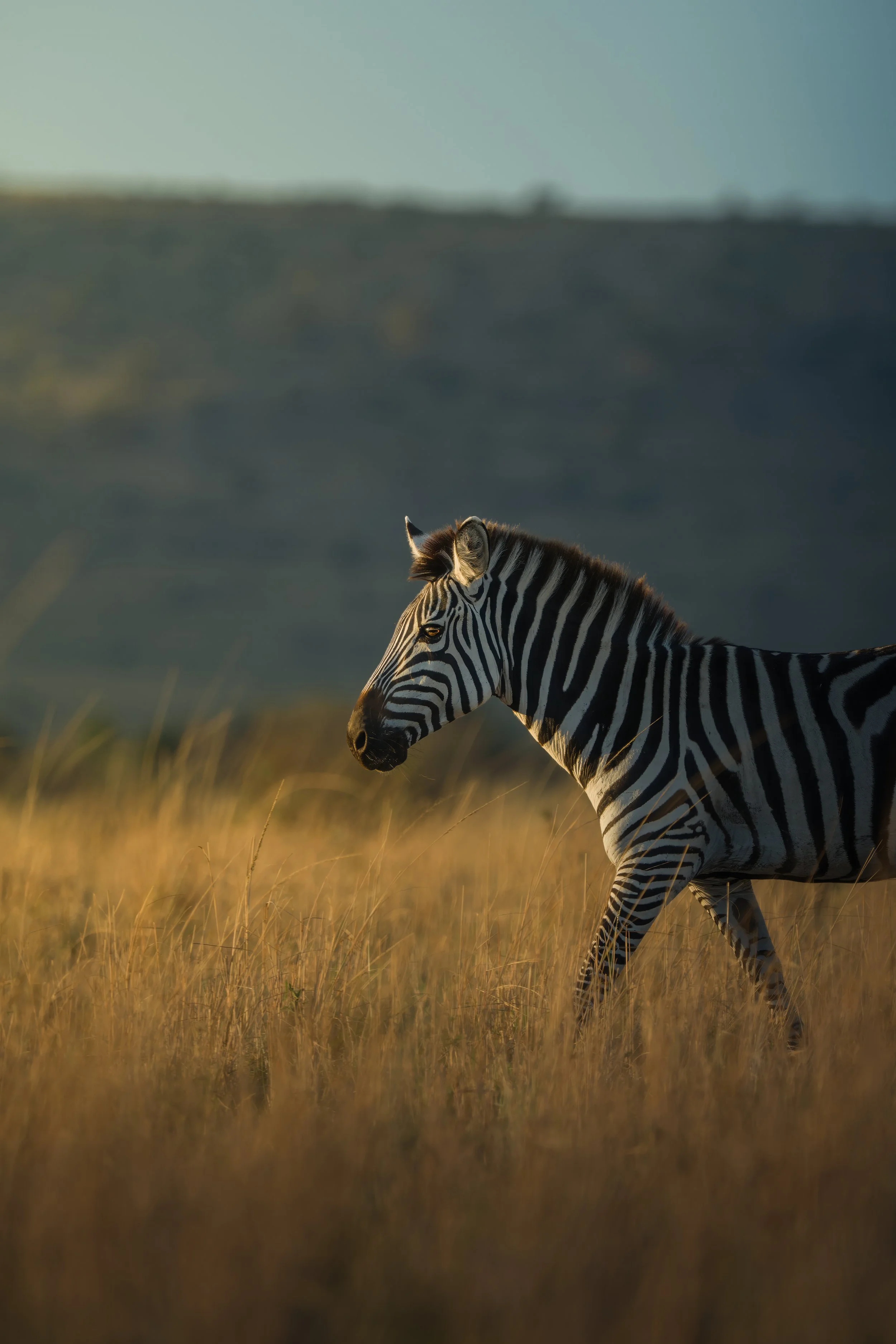 Maasai Mara Zebra 1