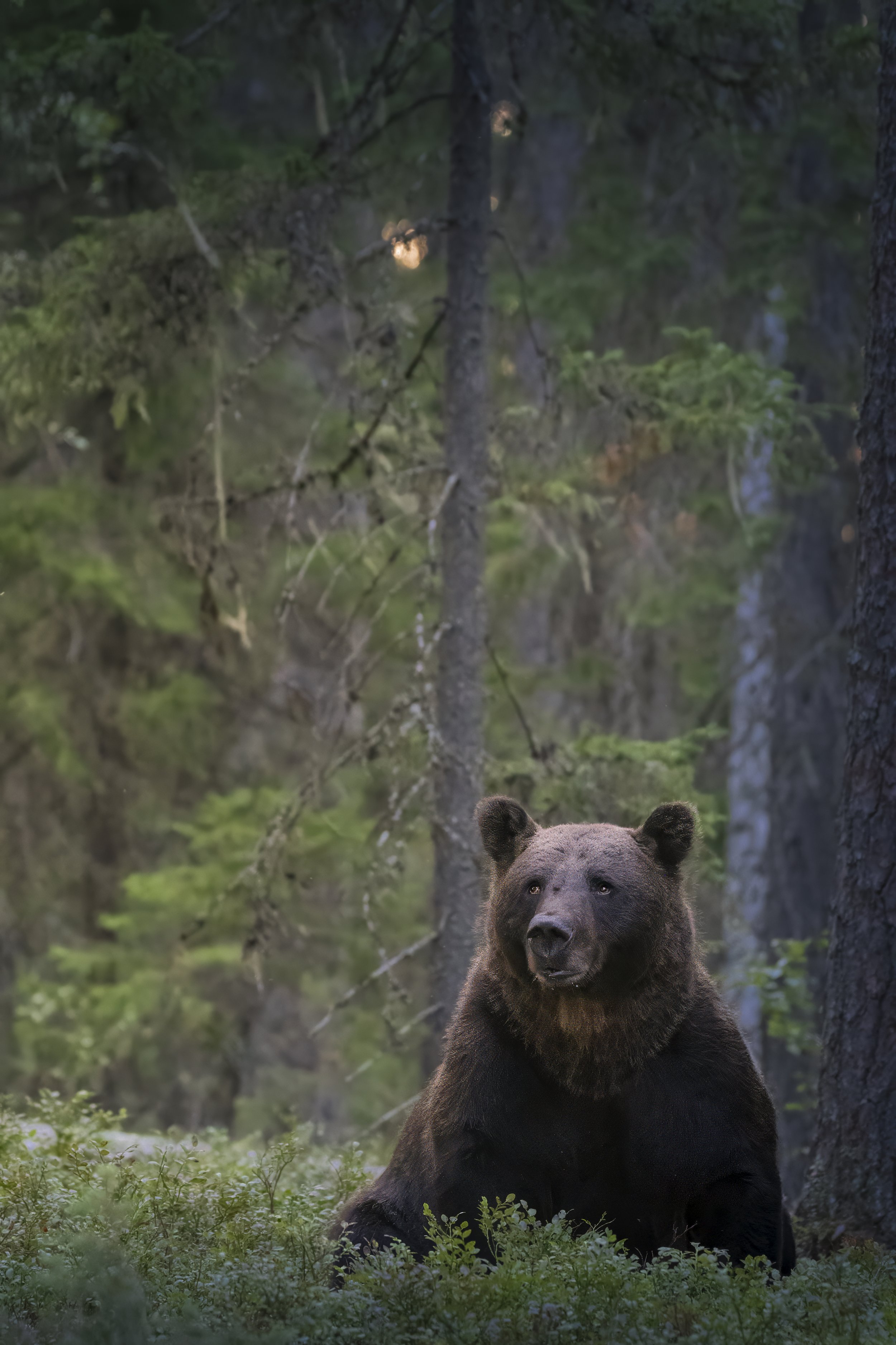 Finland Bear 1