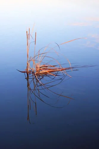 A few dry grass stalks sticking out of calm water, with reflections on the surface.