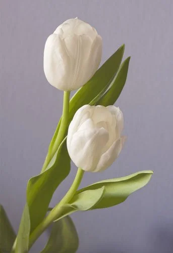 Two white tulips with green stems and leaves in a gray vase against a light gray background.