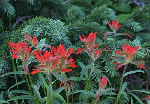 Red wildflowers with green leaves and pine branches in background.