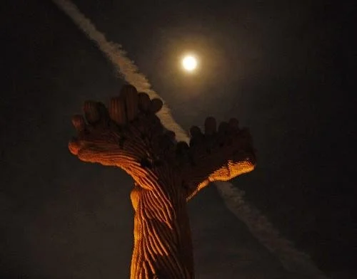 A tall desert plant, possibly a saguaro cactus, illuminated at night with the moon in the sky and a visible jet trail.