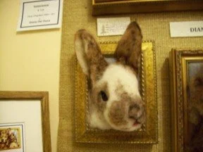 Wool felted sculpture of a rabbit head in a display frame on a wall