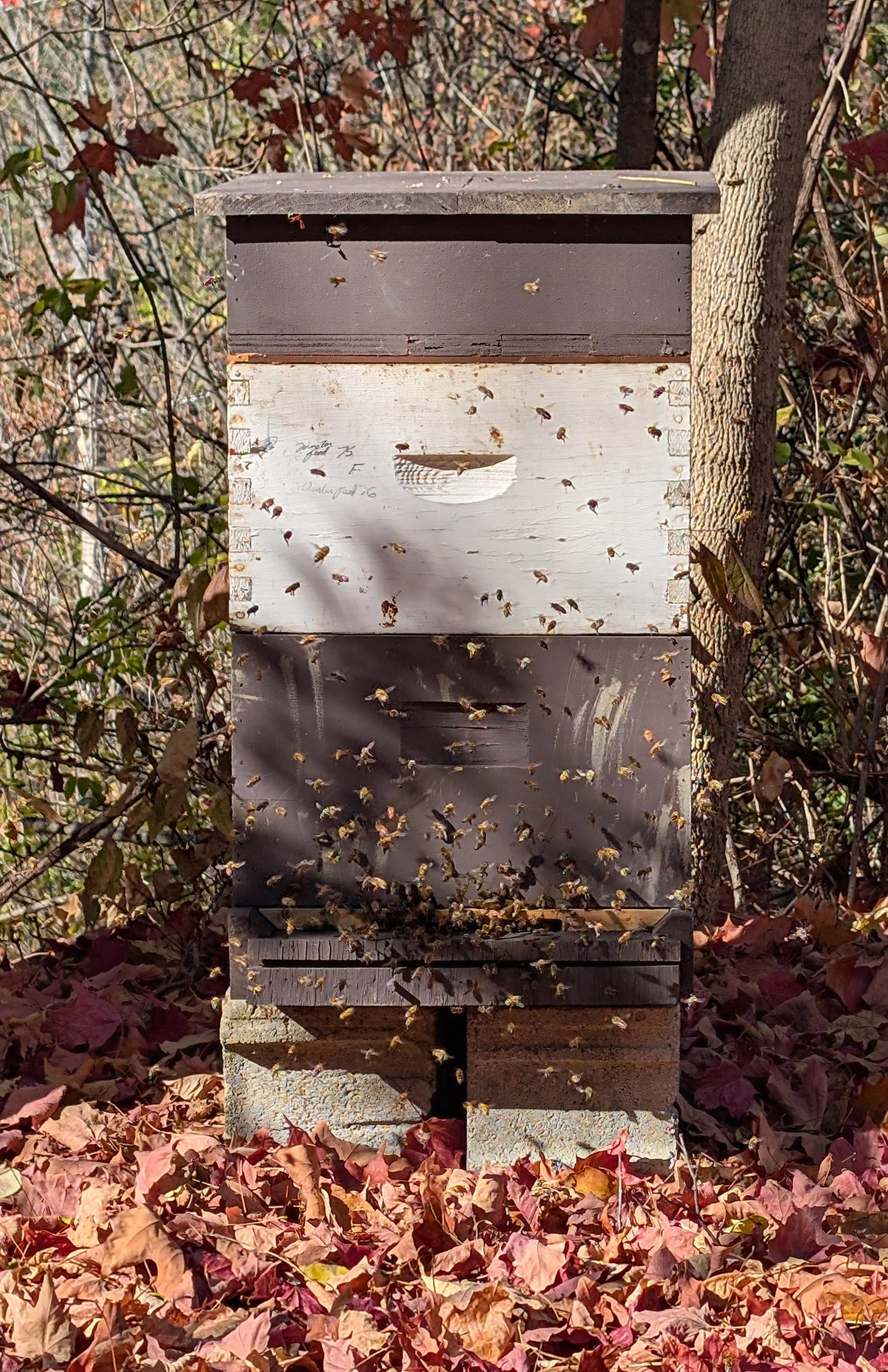 A beekeeping hive on a stand surrounded by fallen autumn leaves and trees with red and green leaves.
